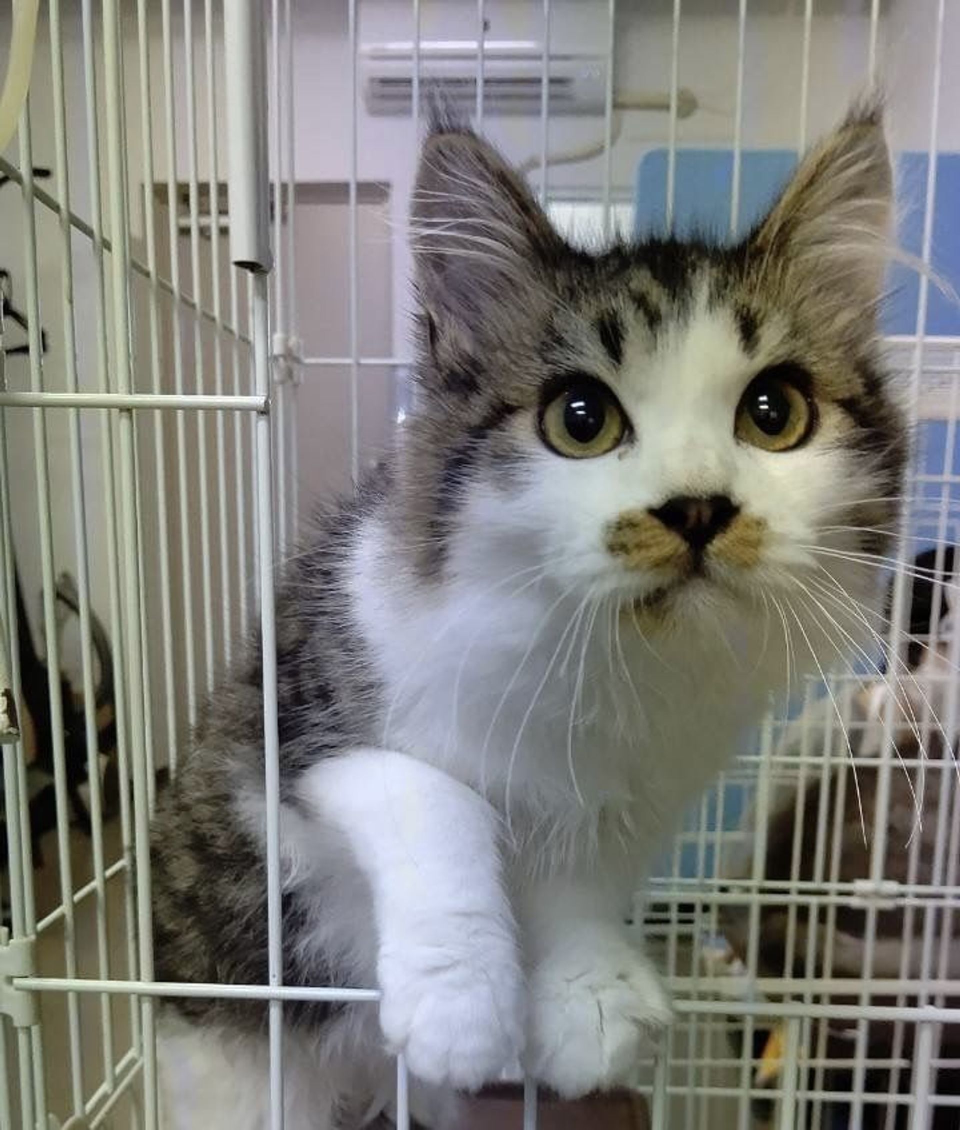 雑種（ミックス猫）・オスの里親募集の写真