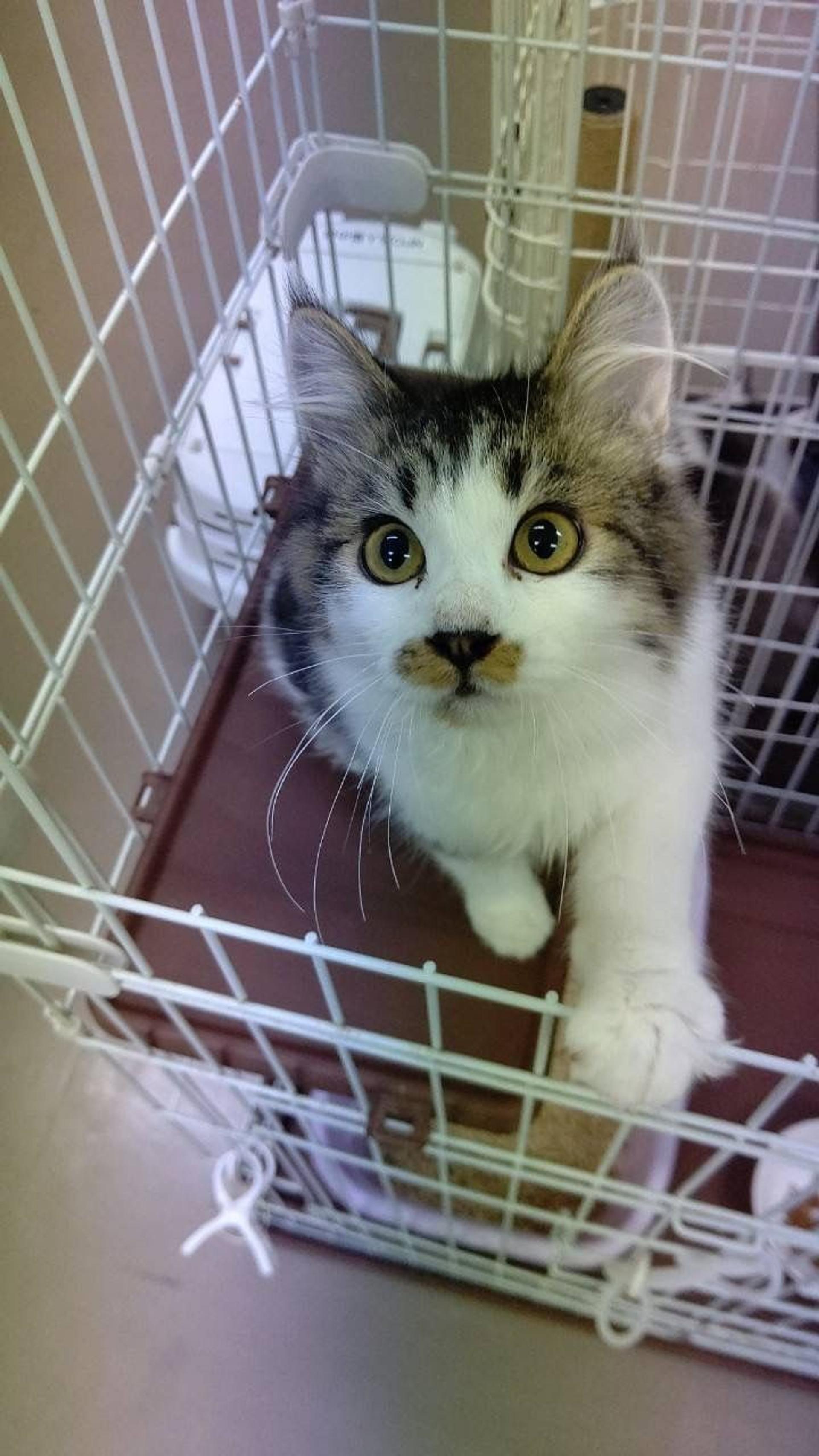 pet-image-5