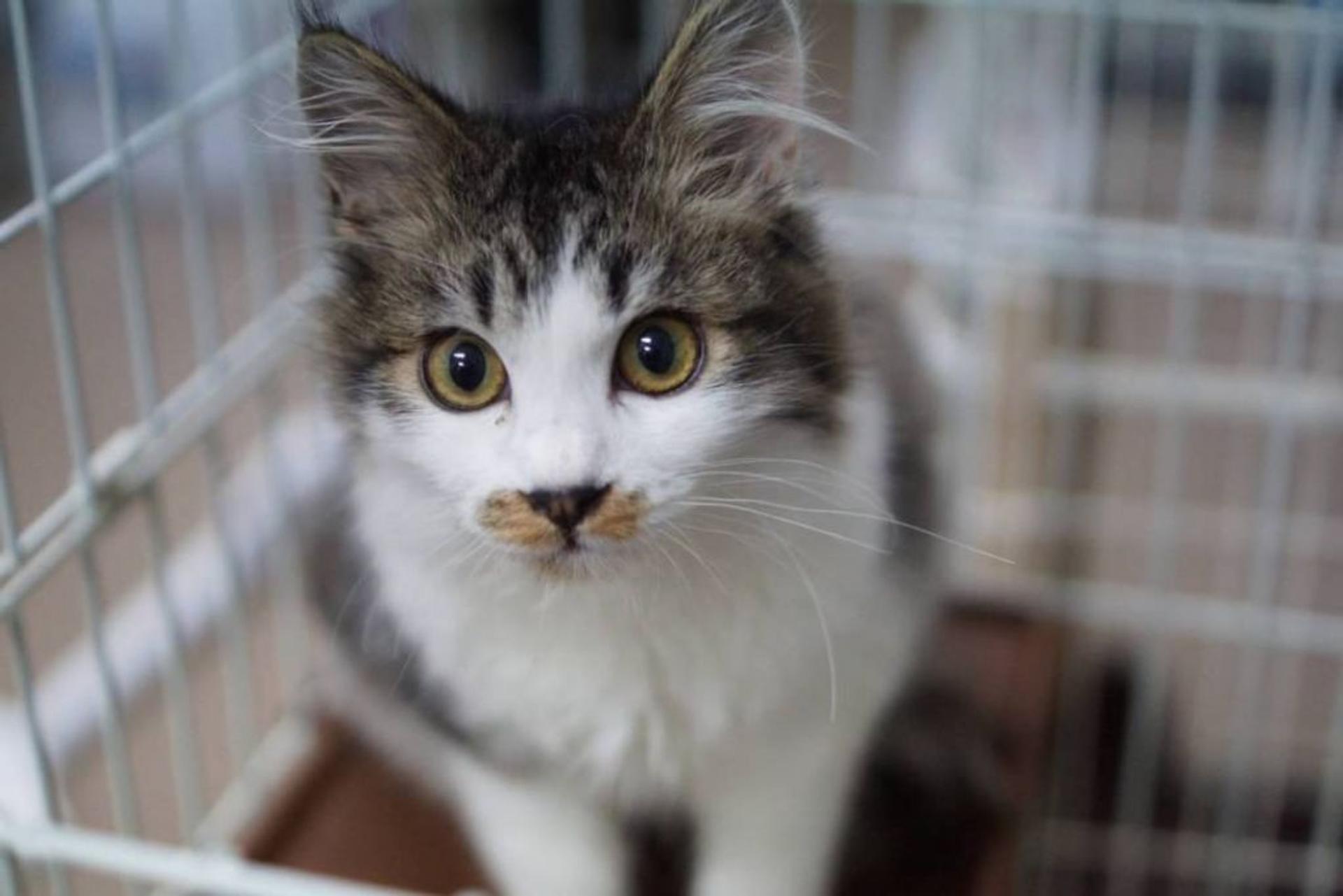 pet-image-7