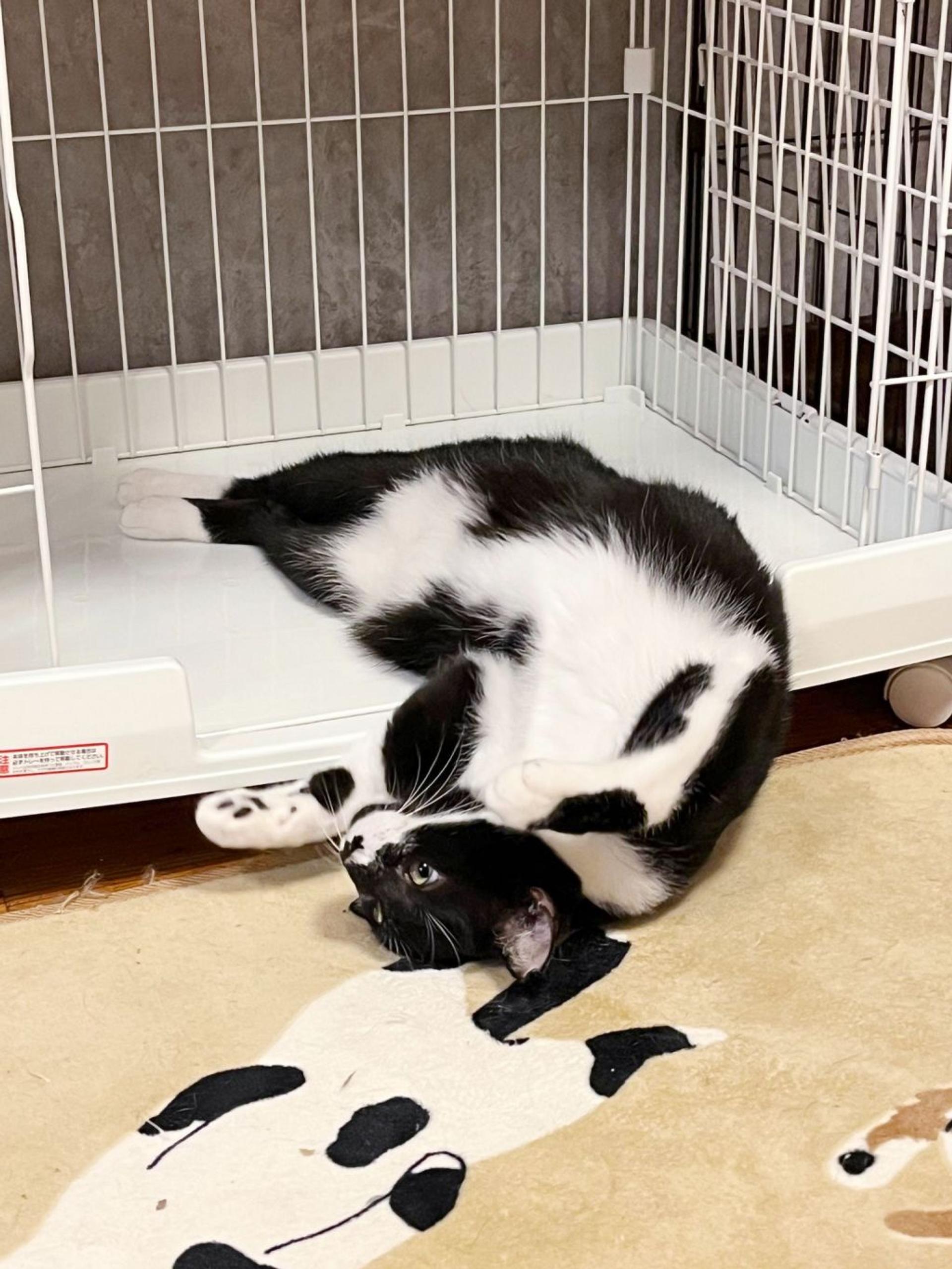 pet-image-6