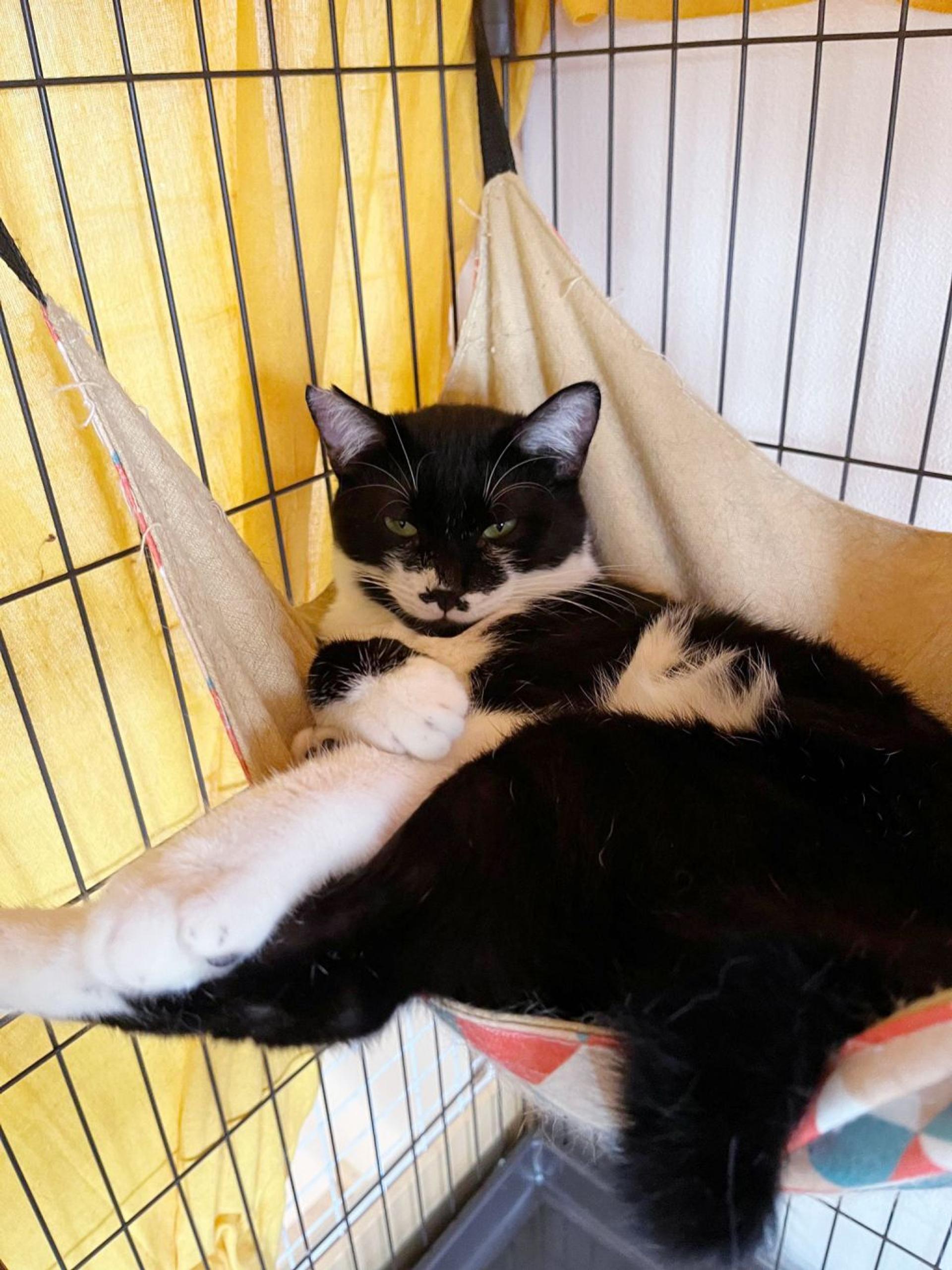 pet-image-7