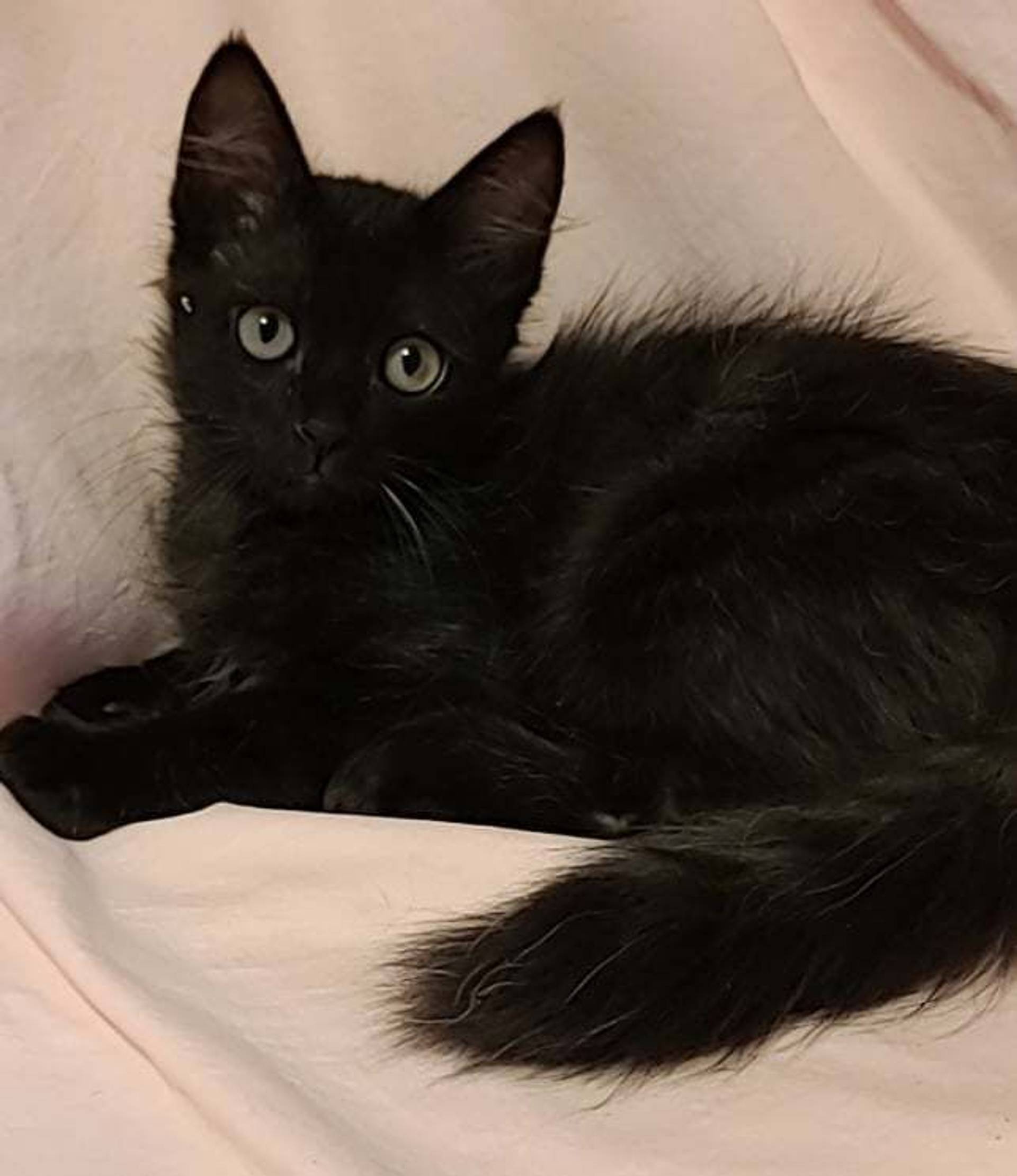 雑種（ミックス猫）・オスの里親募集の写真