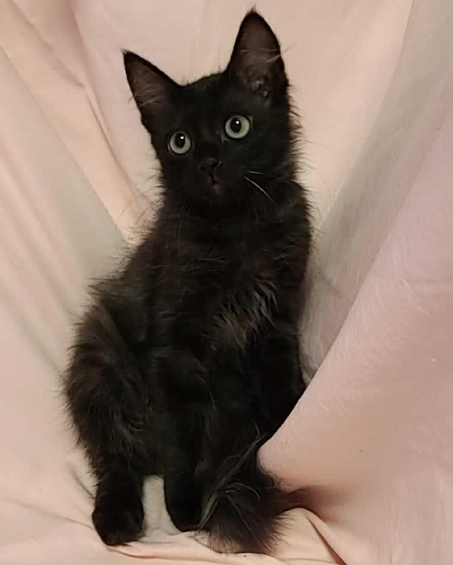pet-image-3