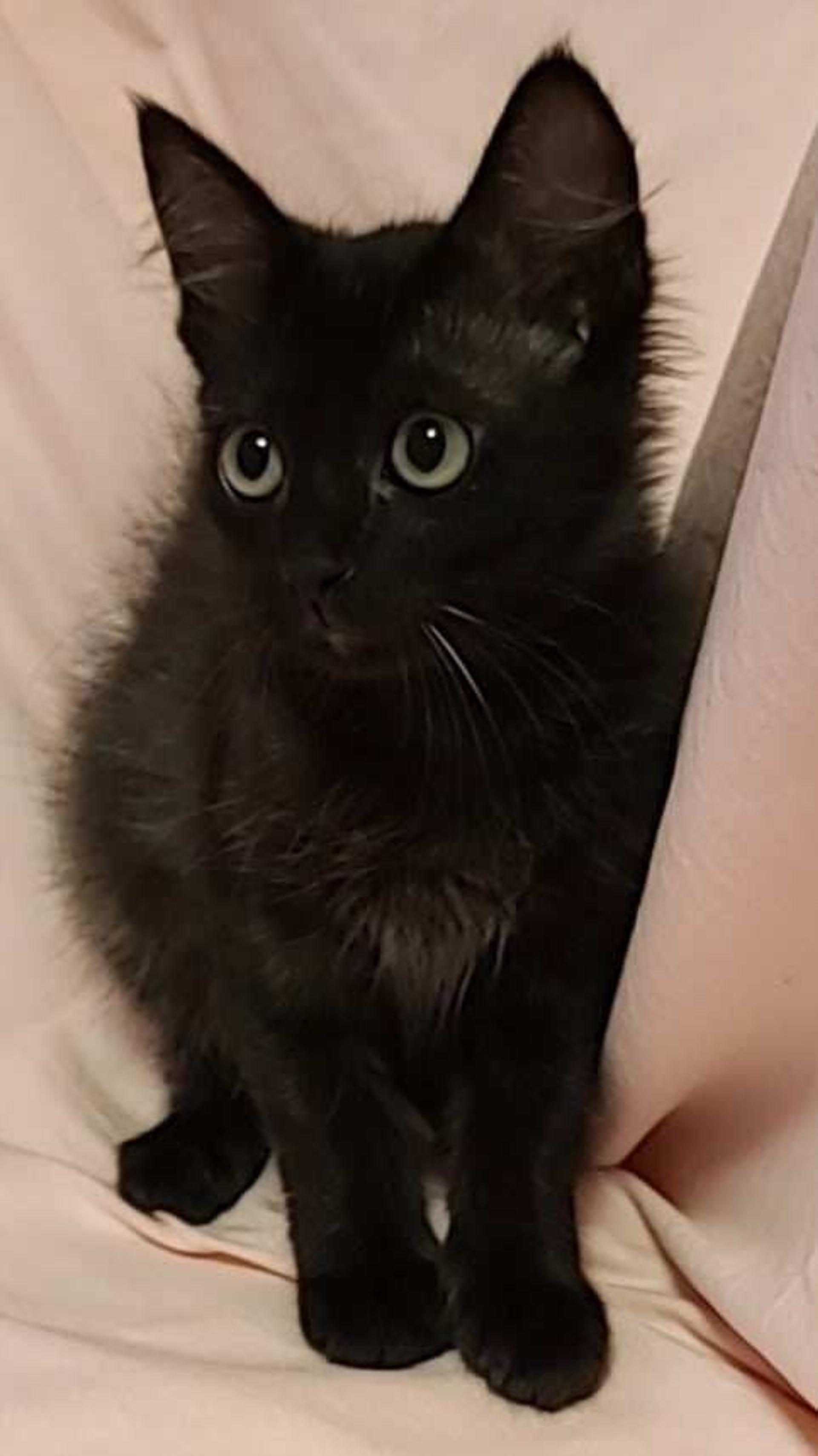 pet-image-4