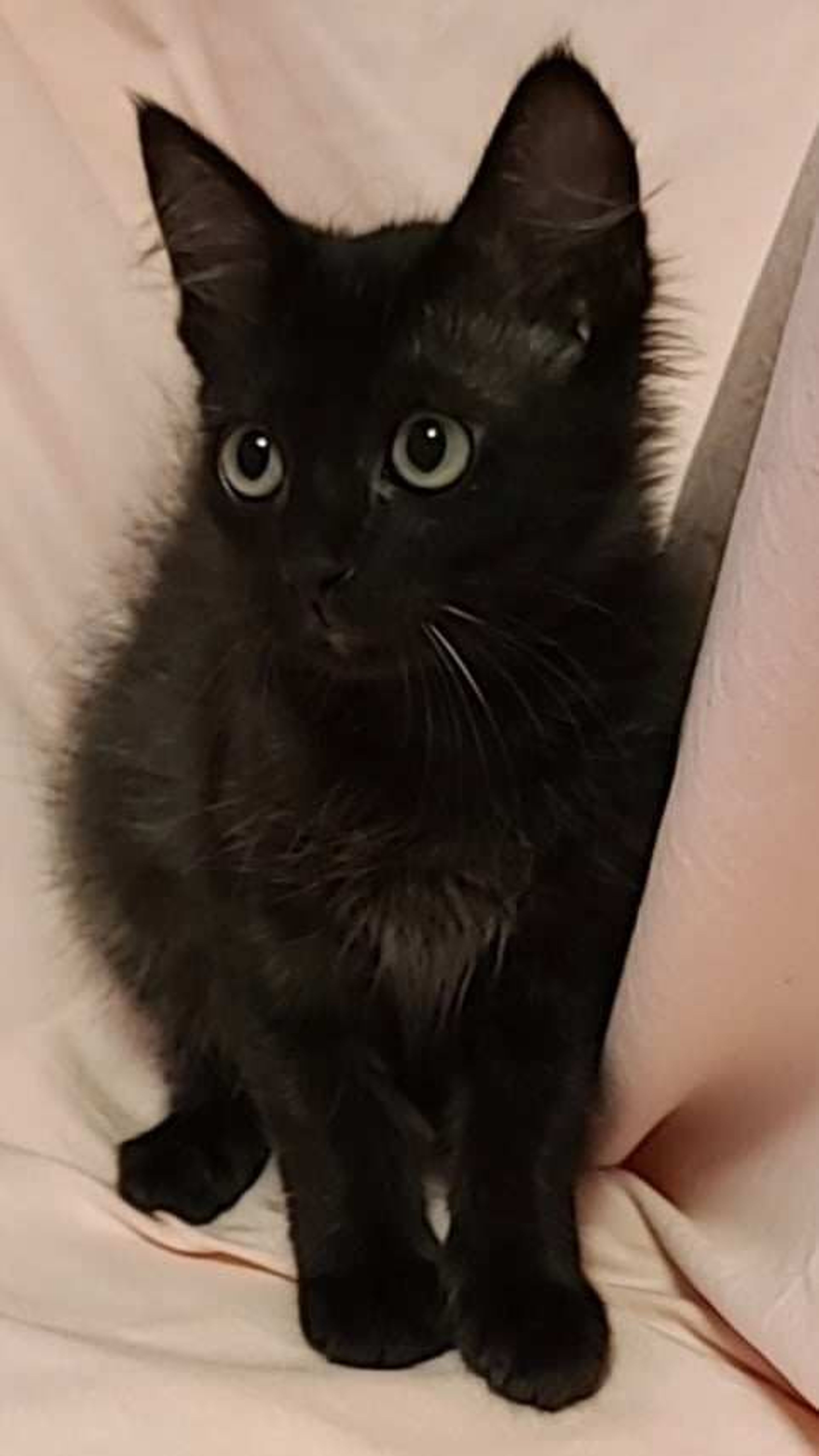 pet-image-4