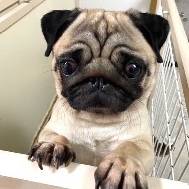 みやこちゃんの写真