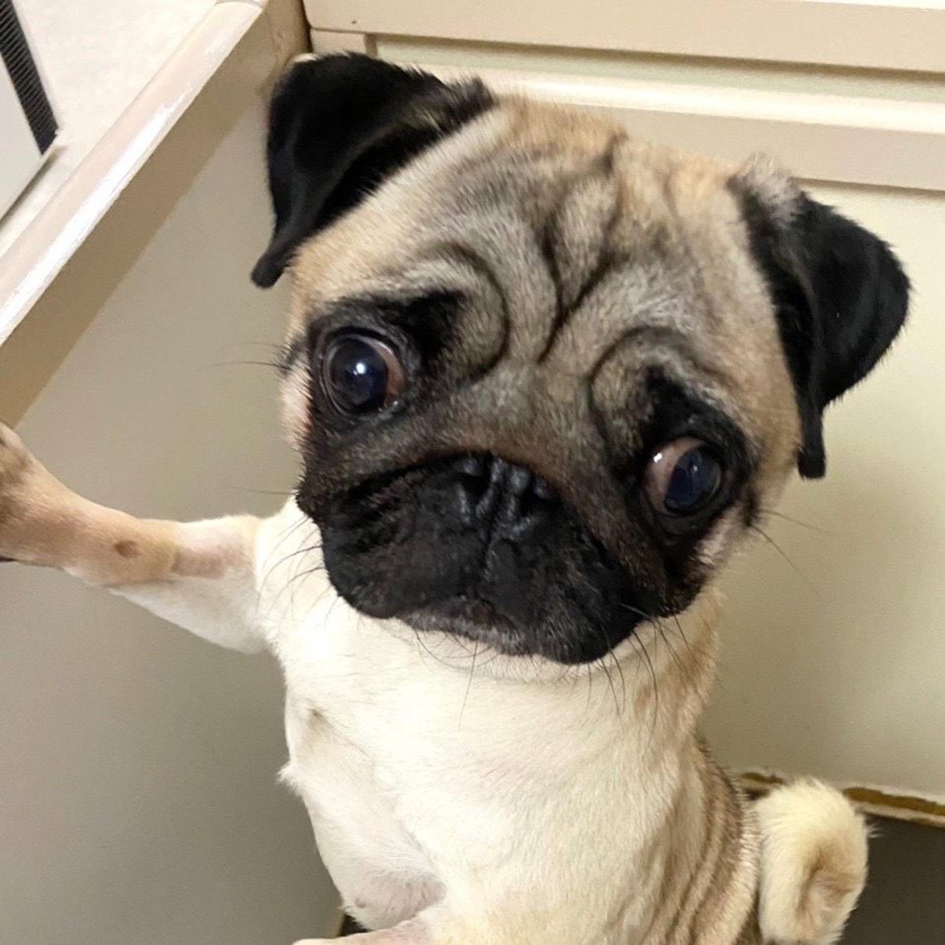 pet-image-2