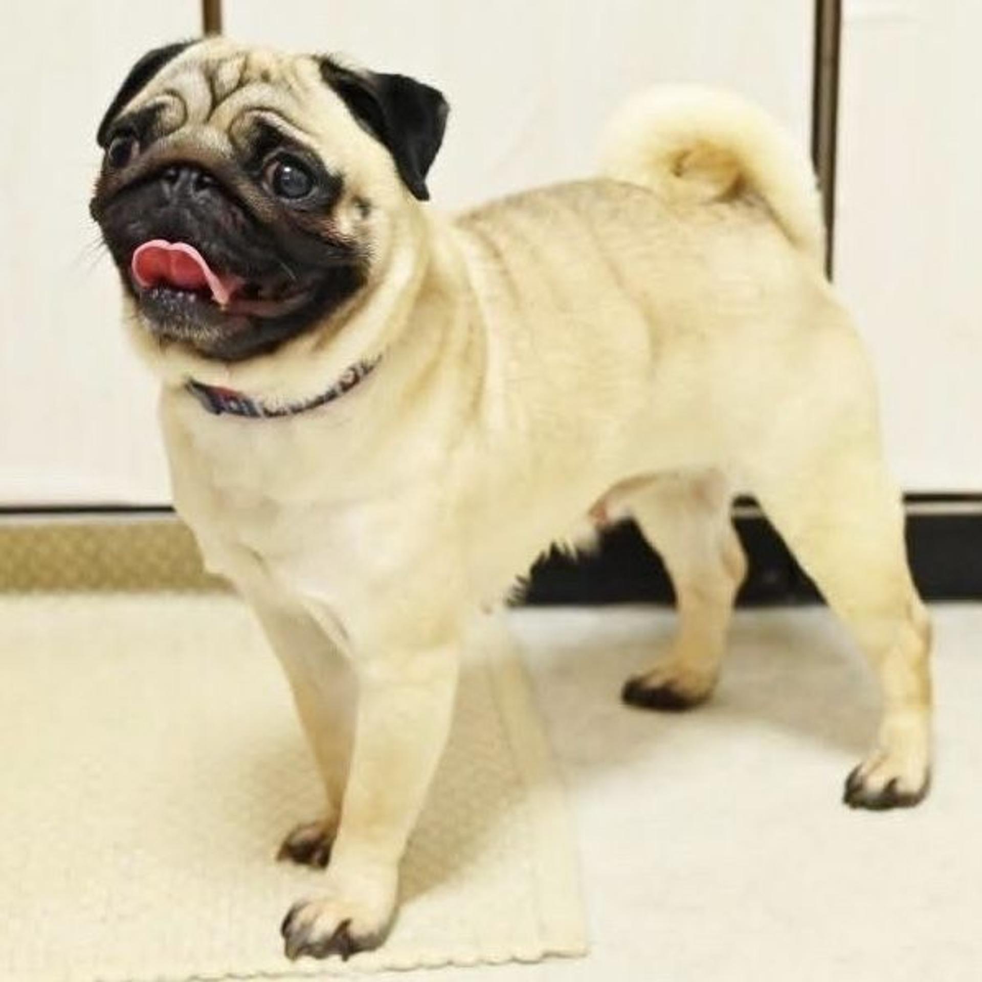 pet-image-4