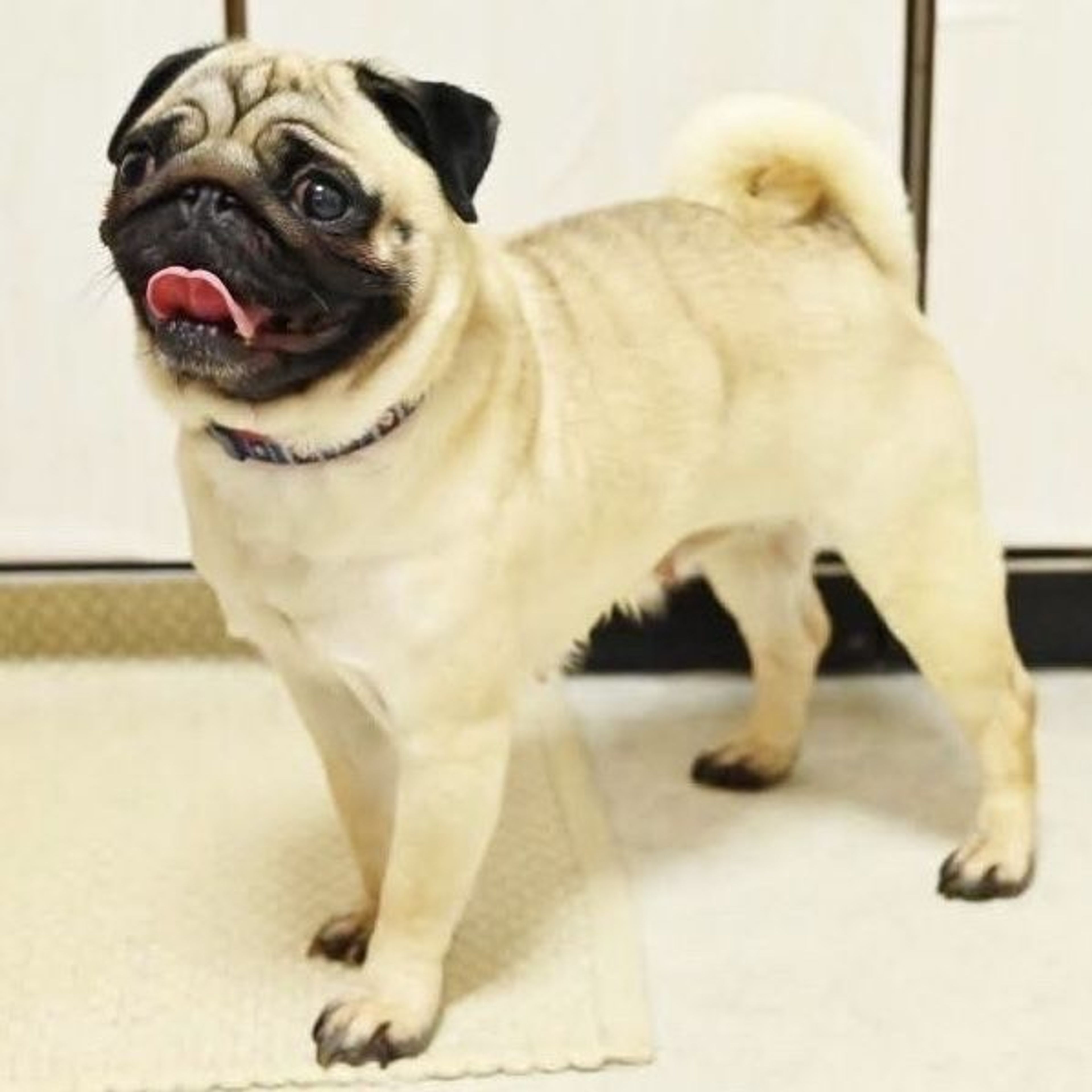 pet-image-4