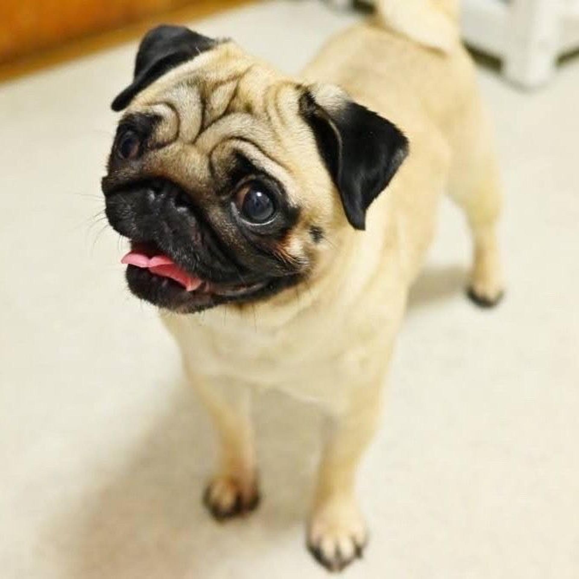 pet-image-6