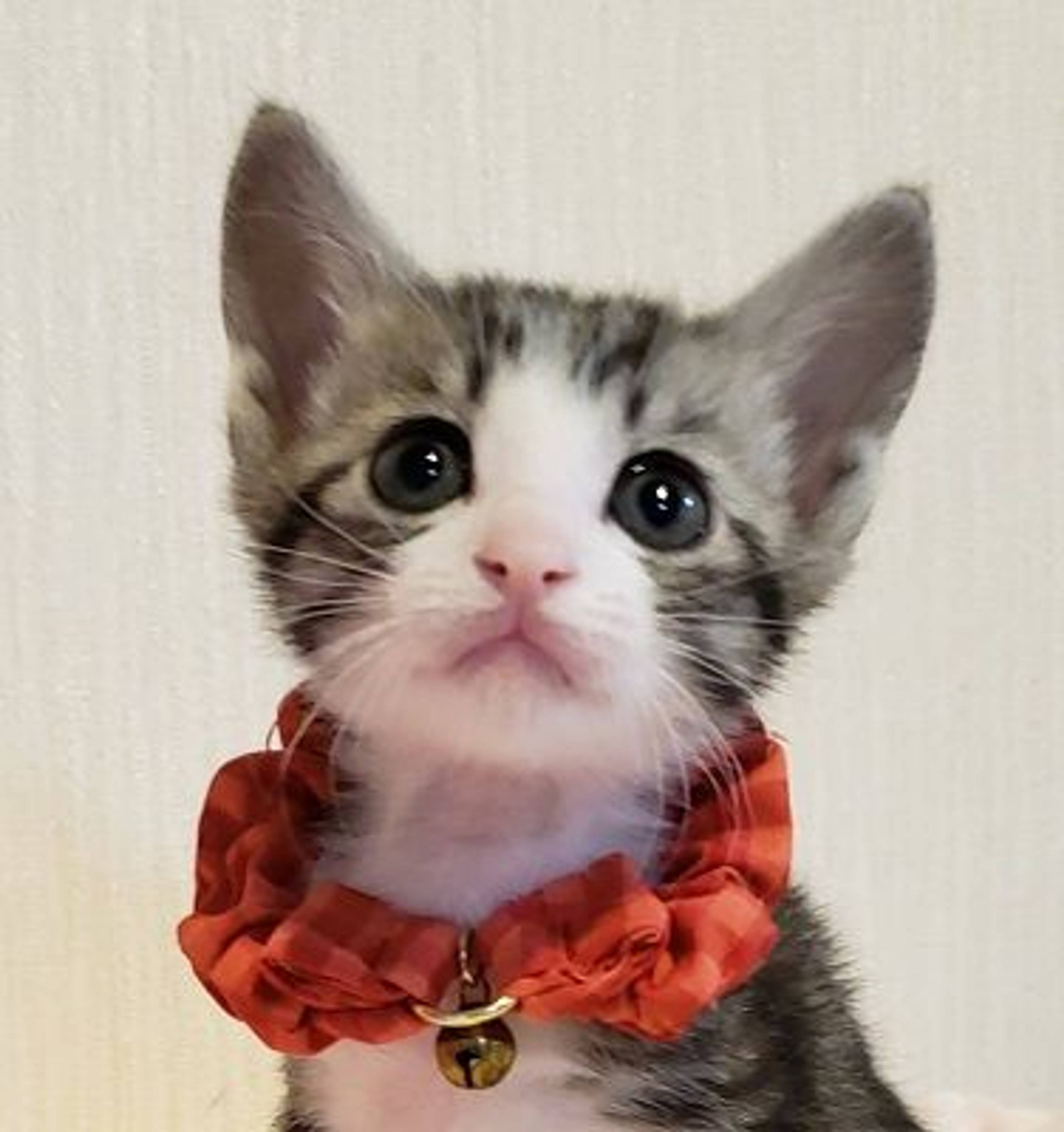 雑種（ミックス猫）・メスの里親募集の写真