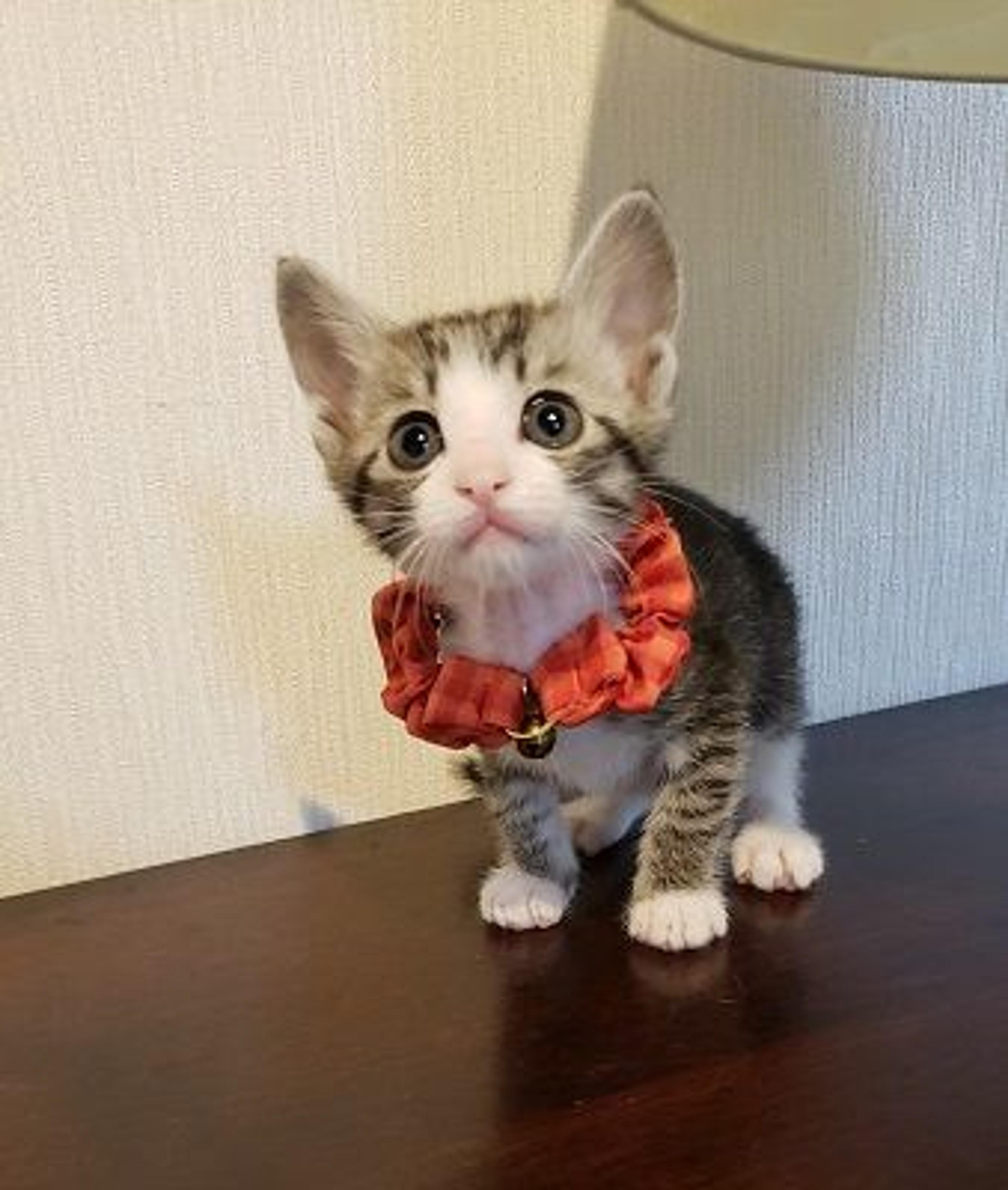pet-image-2