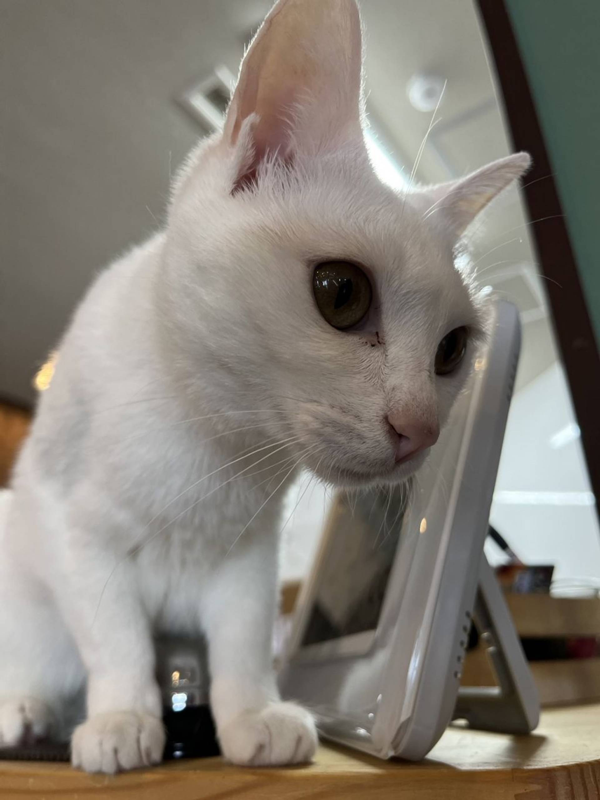 雑種（ミックス猫）・メスの里親募集の写真