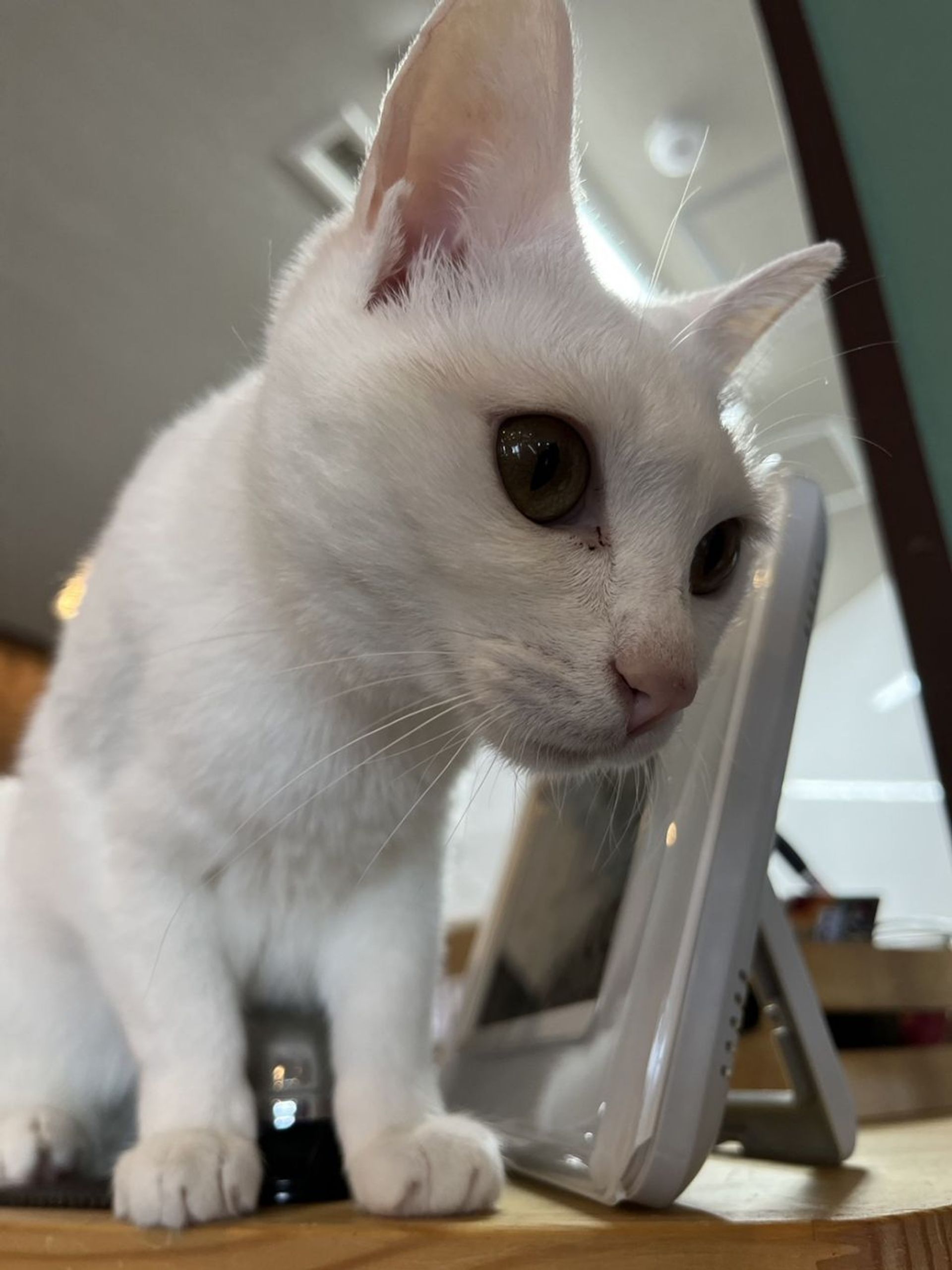 雑種（ミックス猫）・メスの里親募集の写真