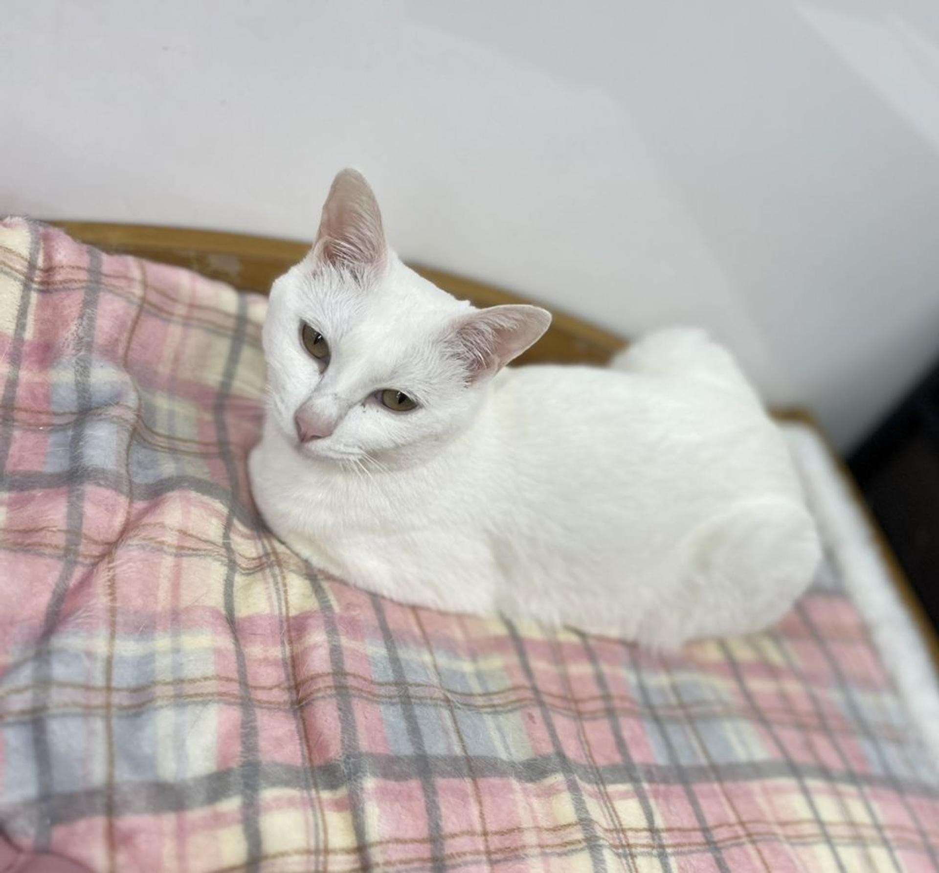 pet-image-5
