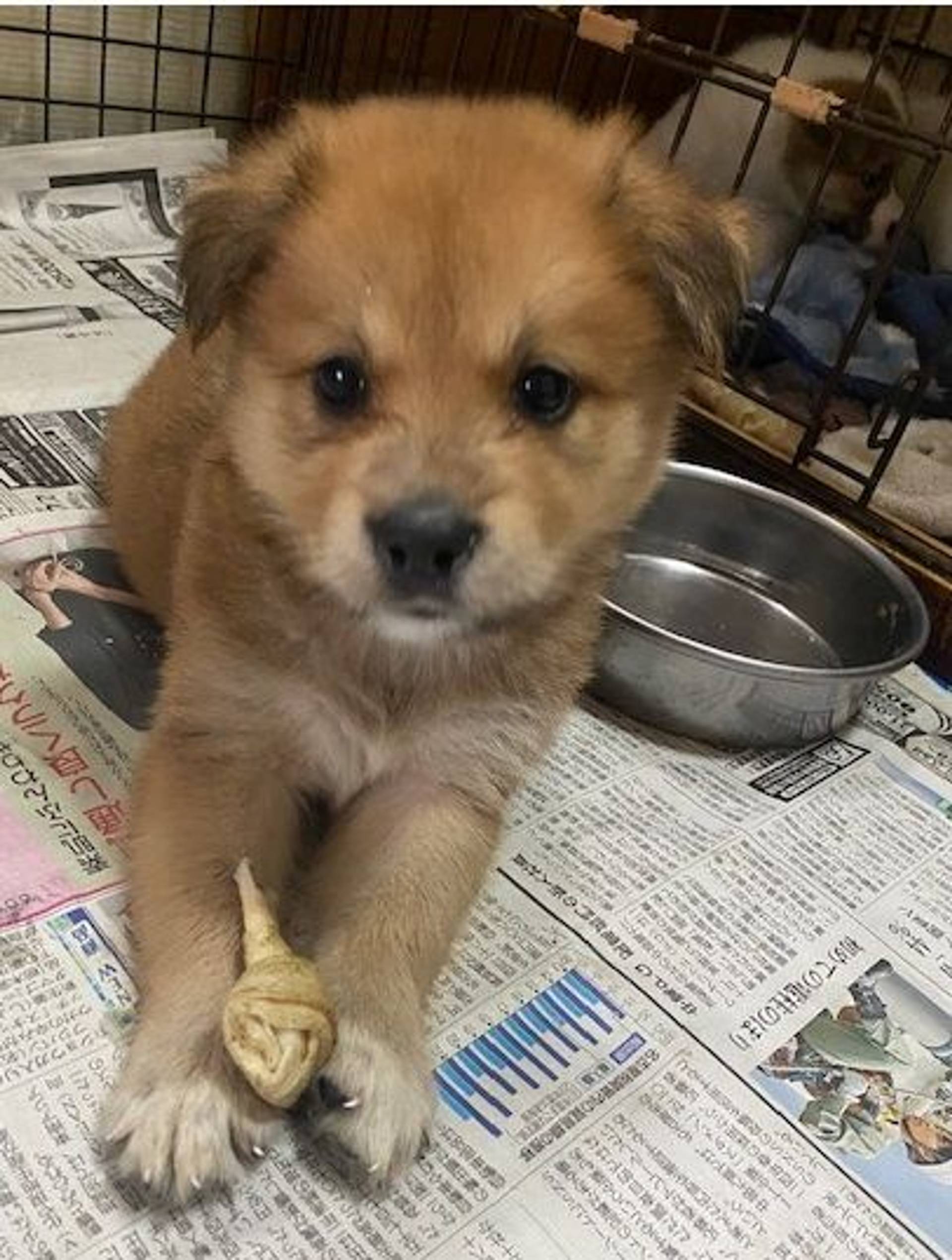 雑種（ミックス犬）・オスの里親募集の写真