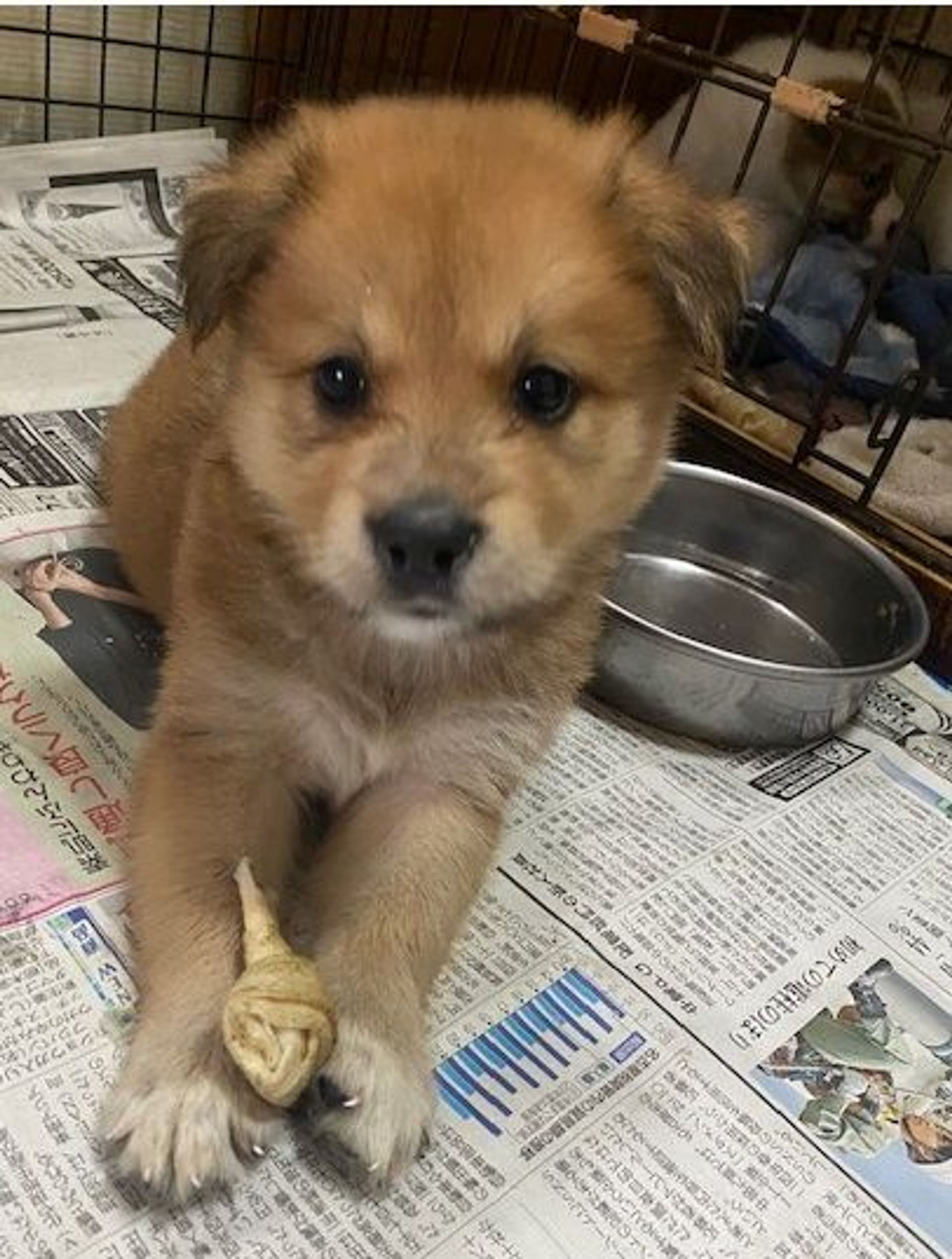 雑種（ミックス犬）・オスの里親募集の写真