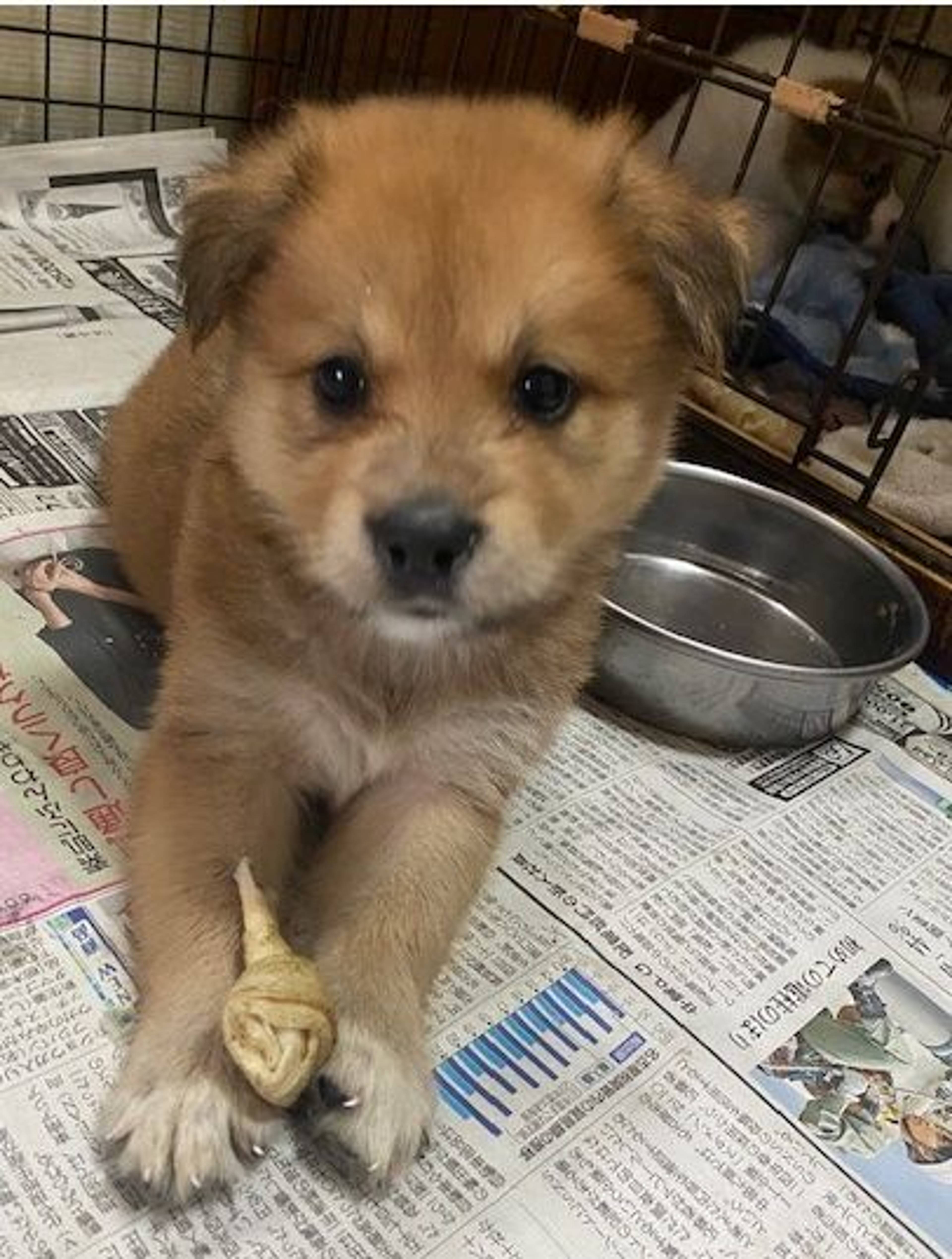 雑種（ミックス犬）・オスの里親募集の写真