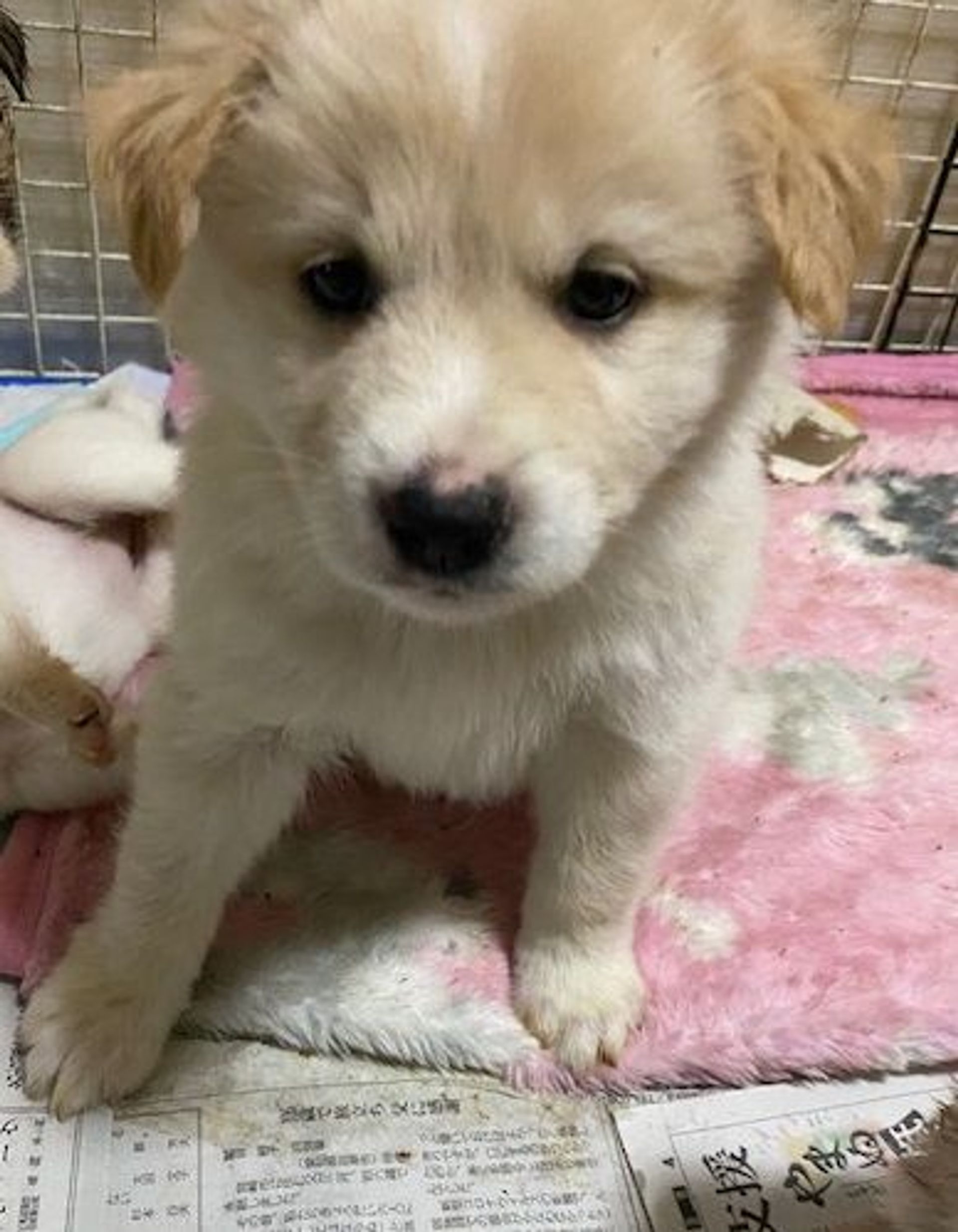 雑種（ミックス犬）・オスの里親募集の写真