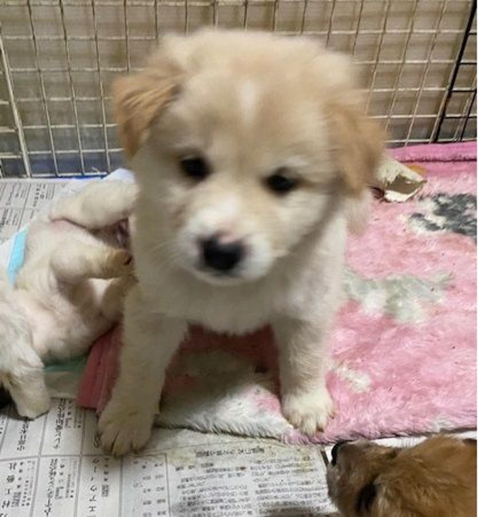 pet-image-2