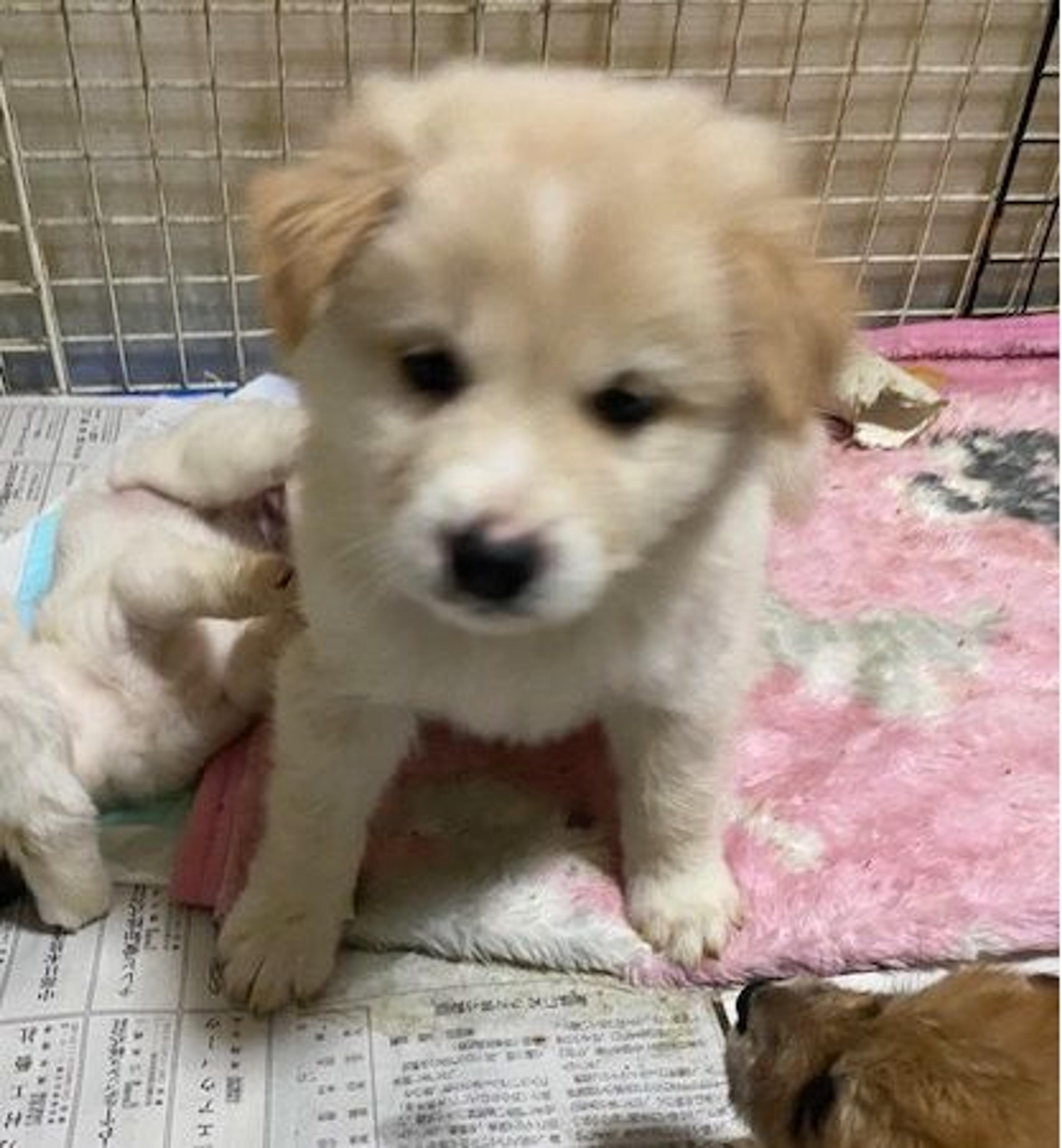 pet-image-2
