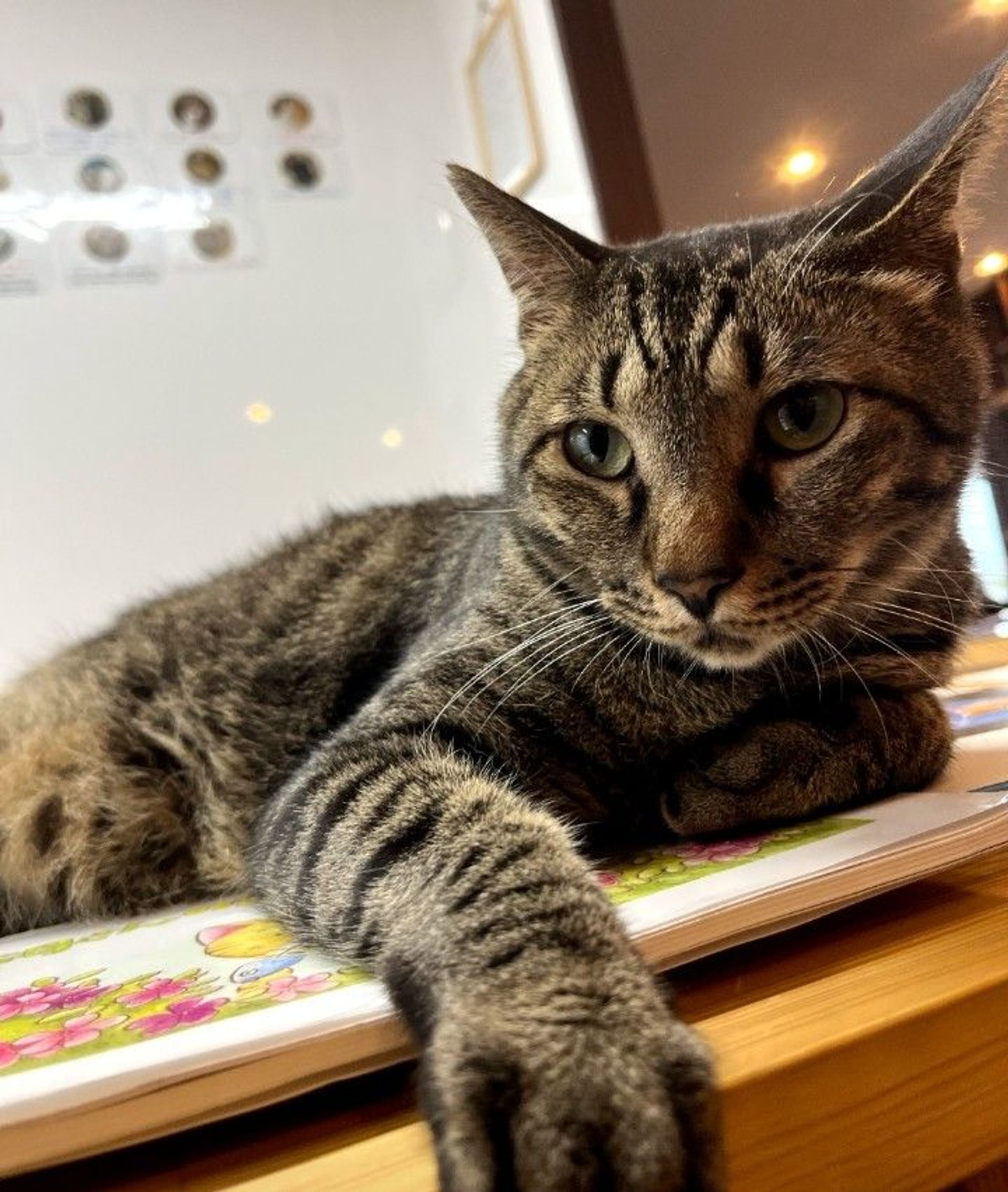 雑種（ミックス猫）・オスの里親募集の写真