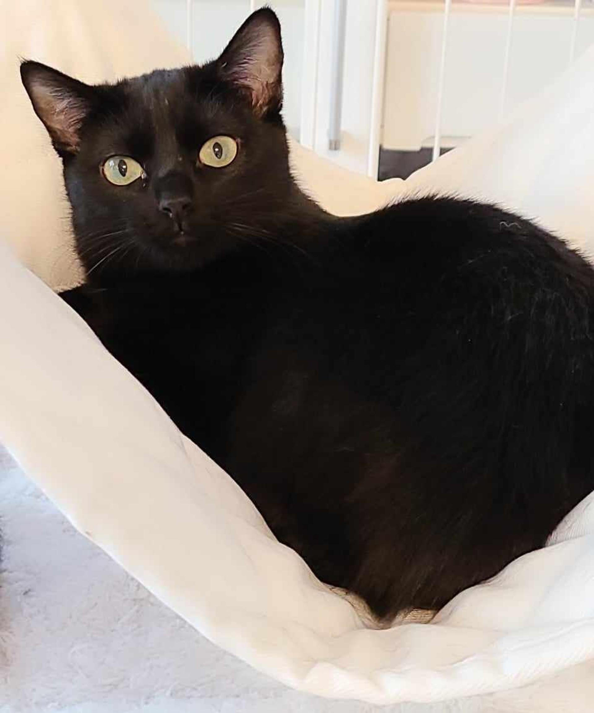 pet-image-4