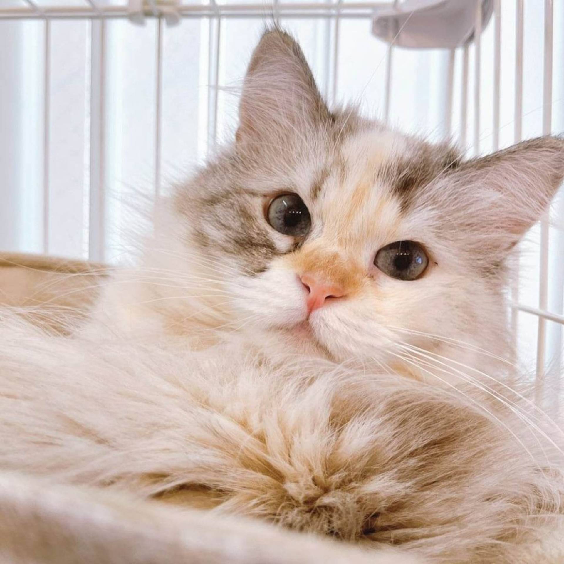 サイベリアン・メスの里親募集の写真