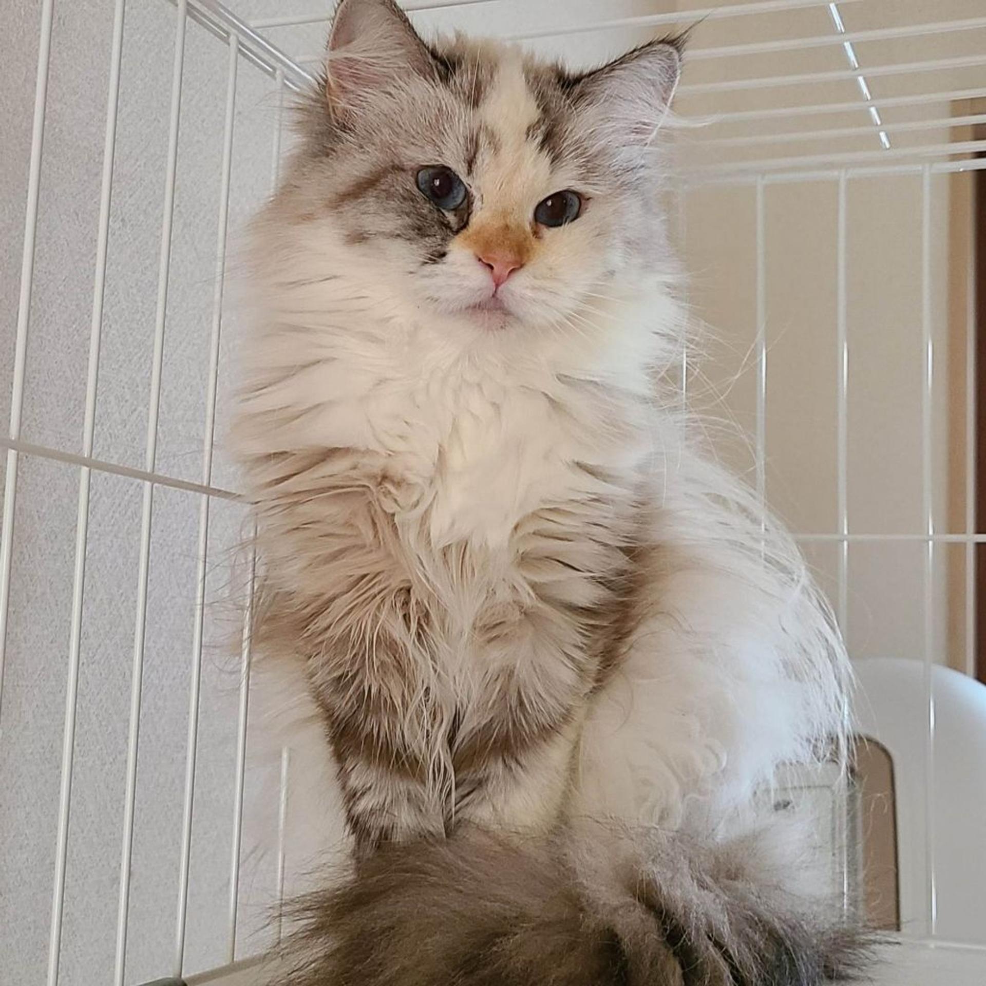 pet-image-4