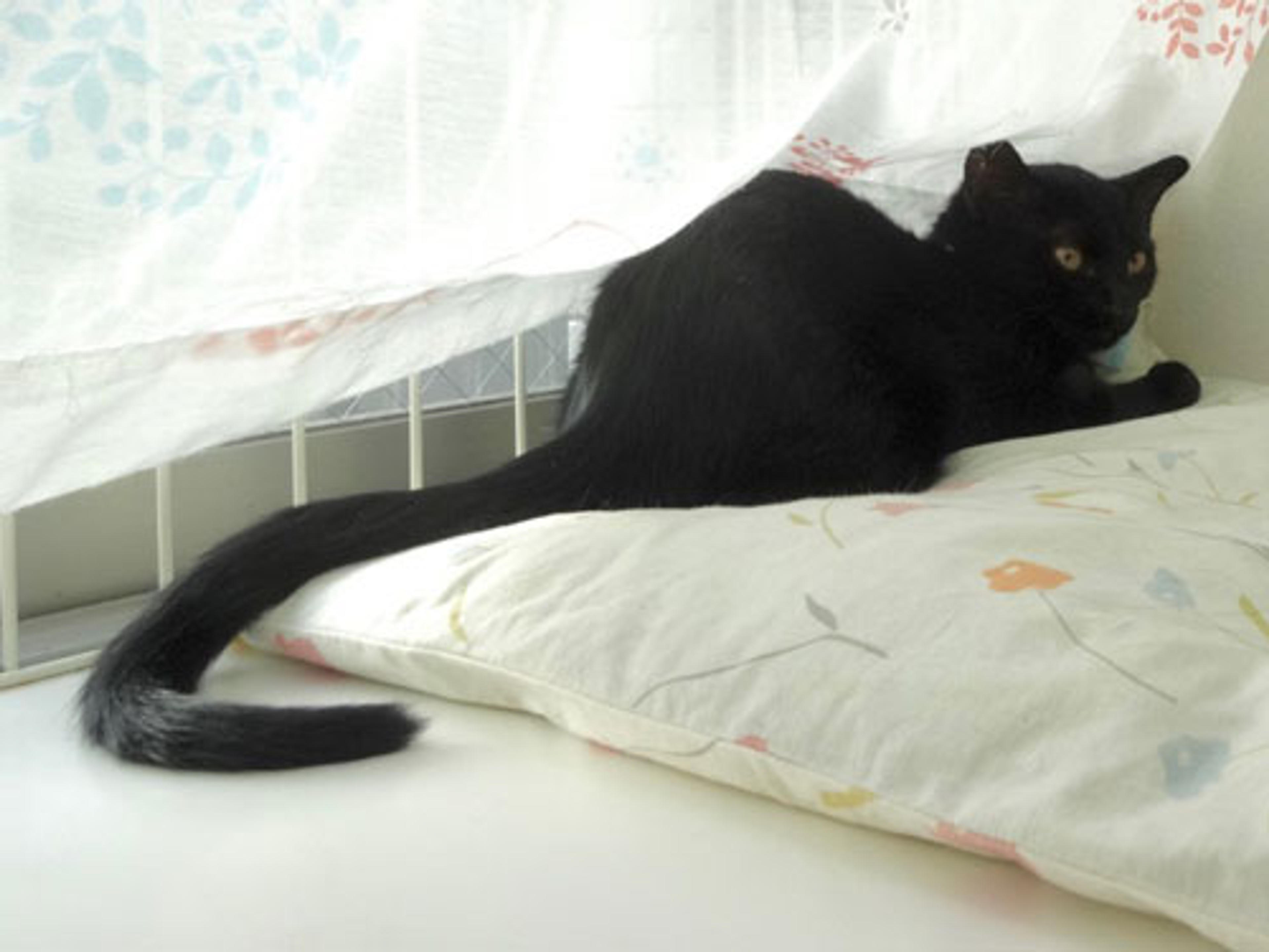 pet-image-2