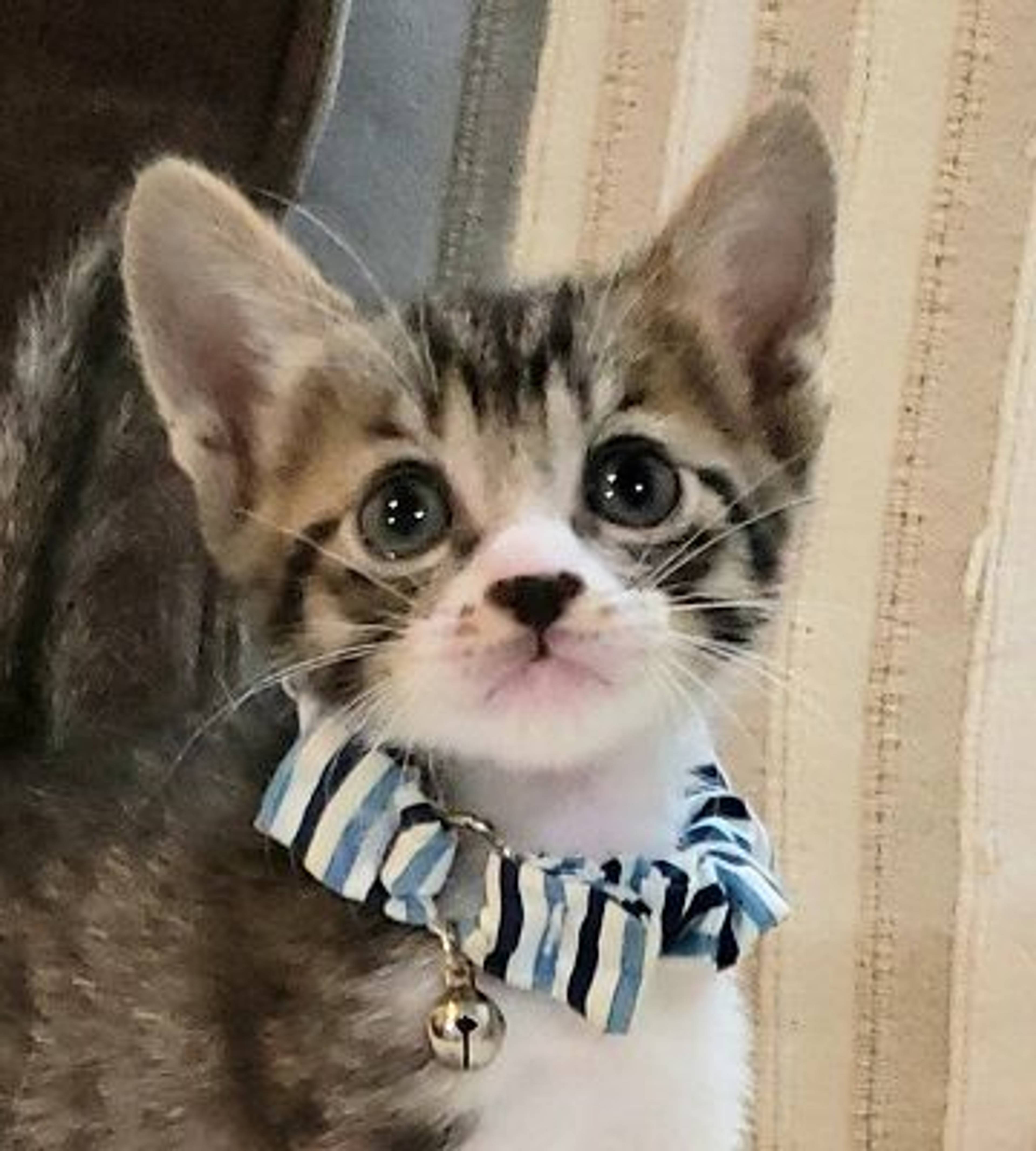 雑種（ミックス猫）・オスの里親募集の写真