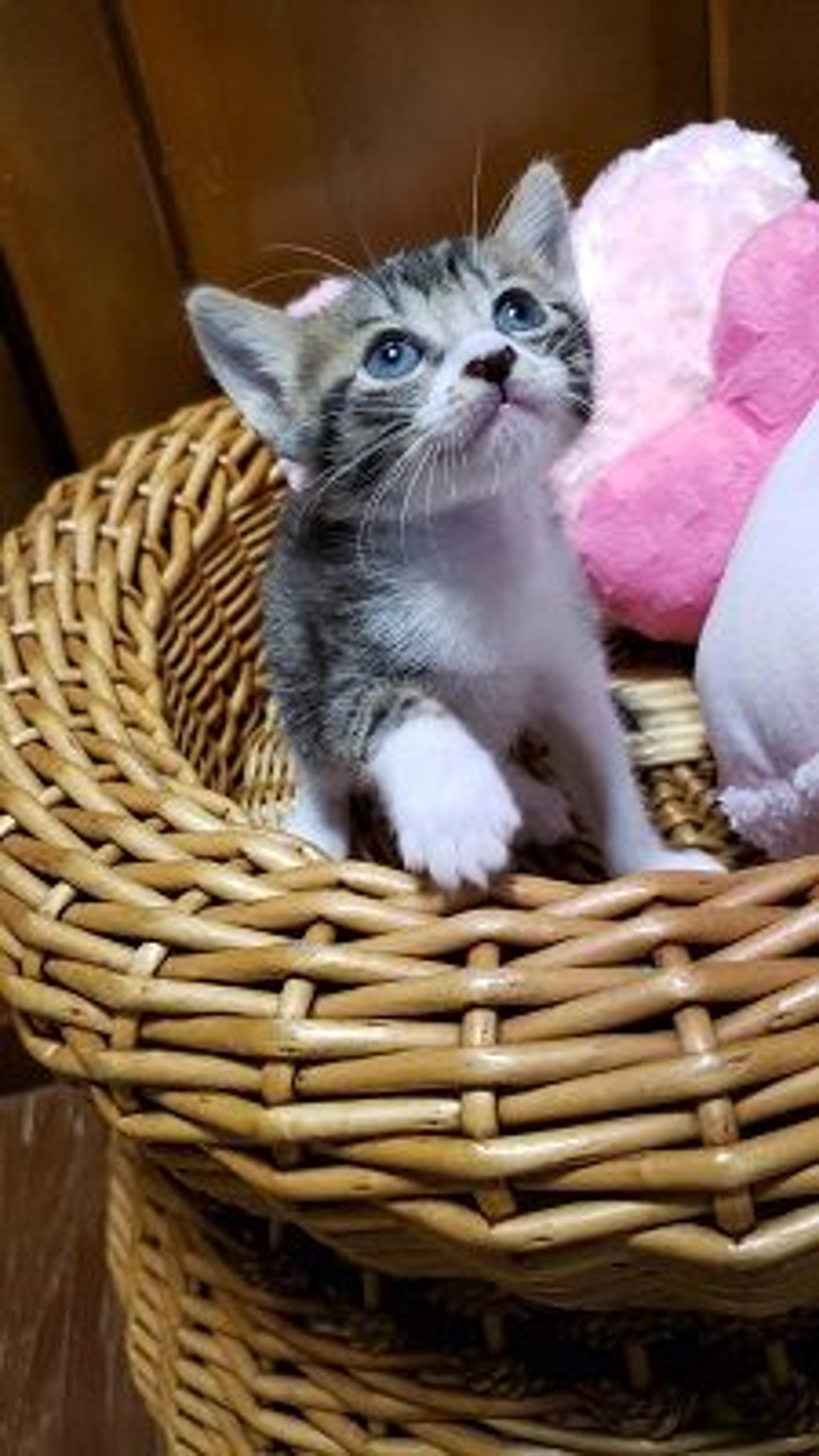pet-image-2