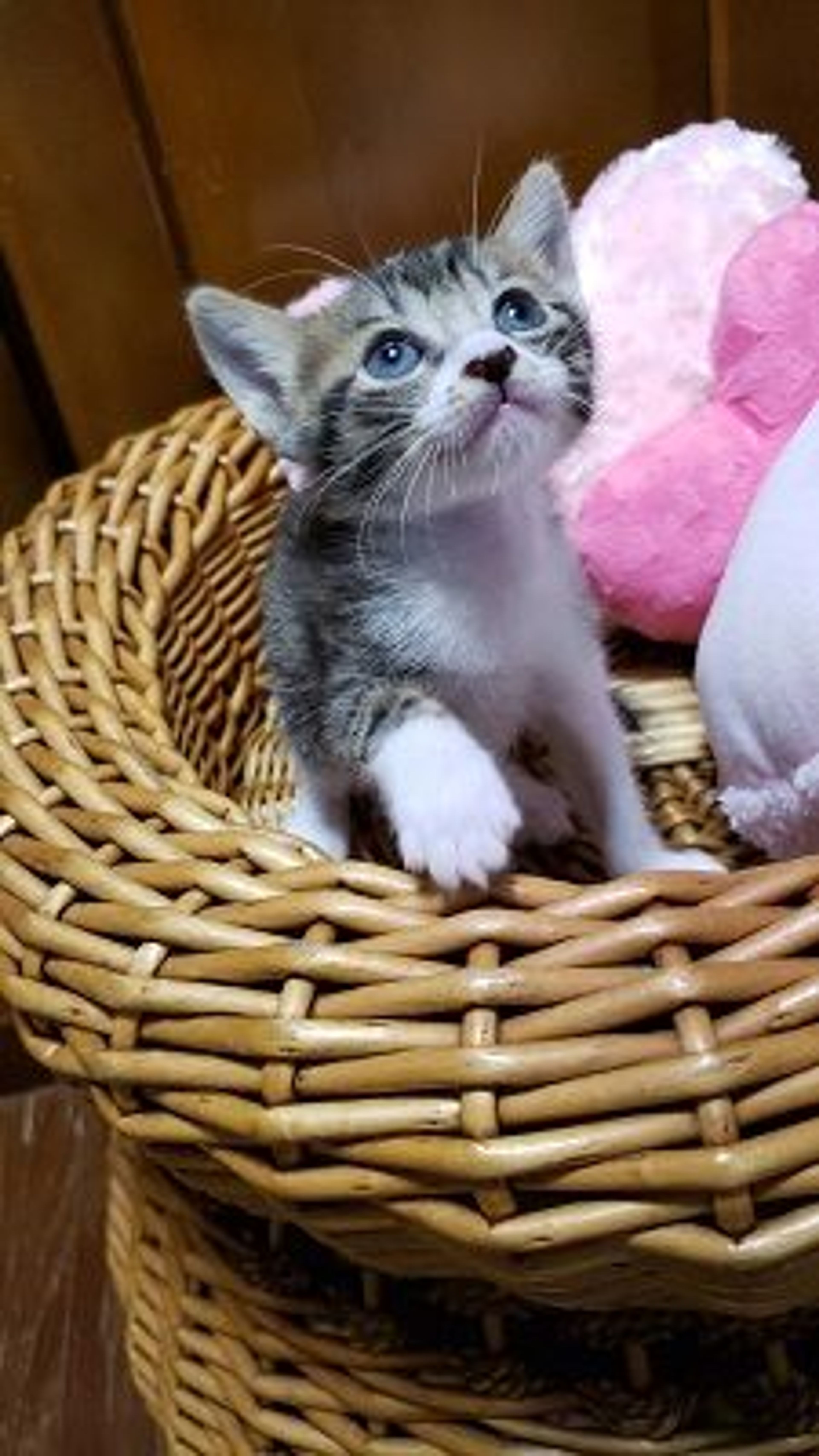 pet-image-2
