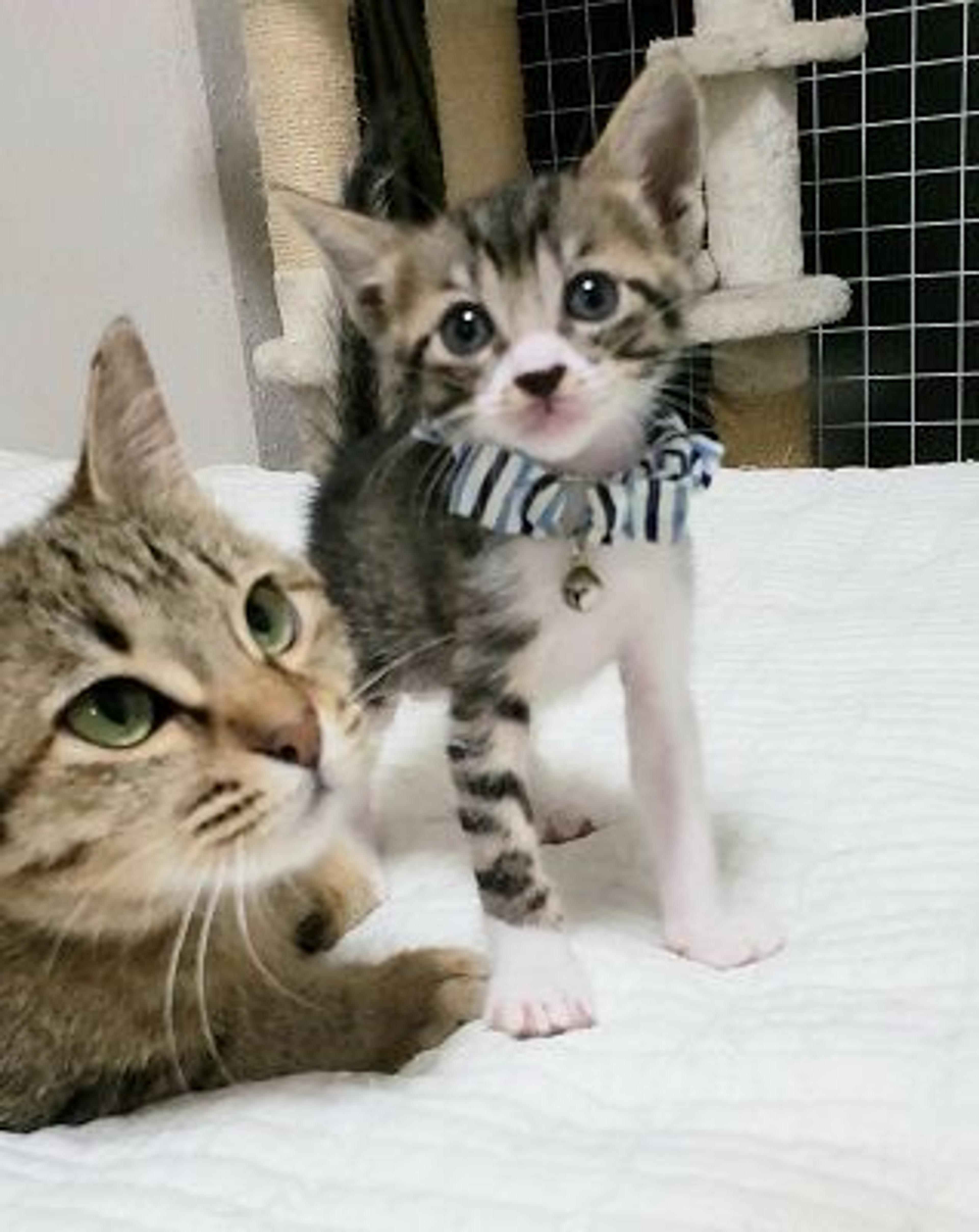 pet-image-3