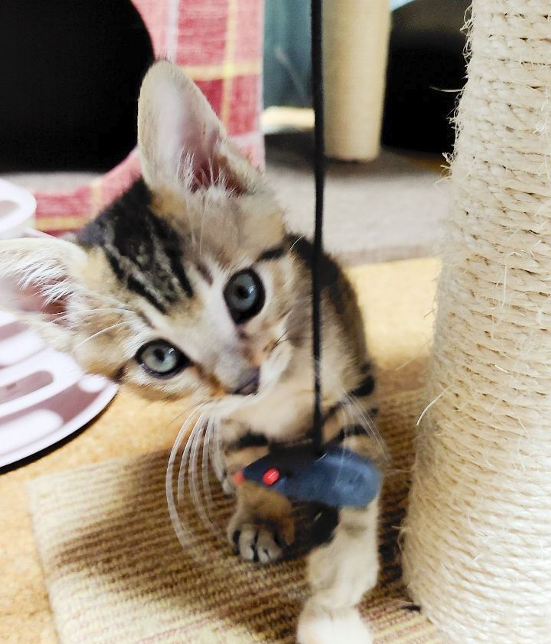 雑種（ミックス猫）・オスの里親募集の写真