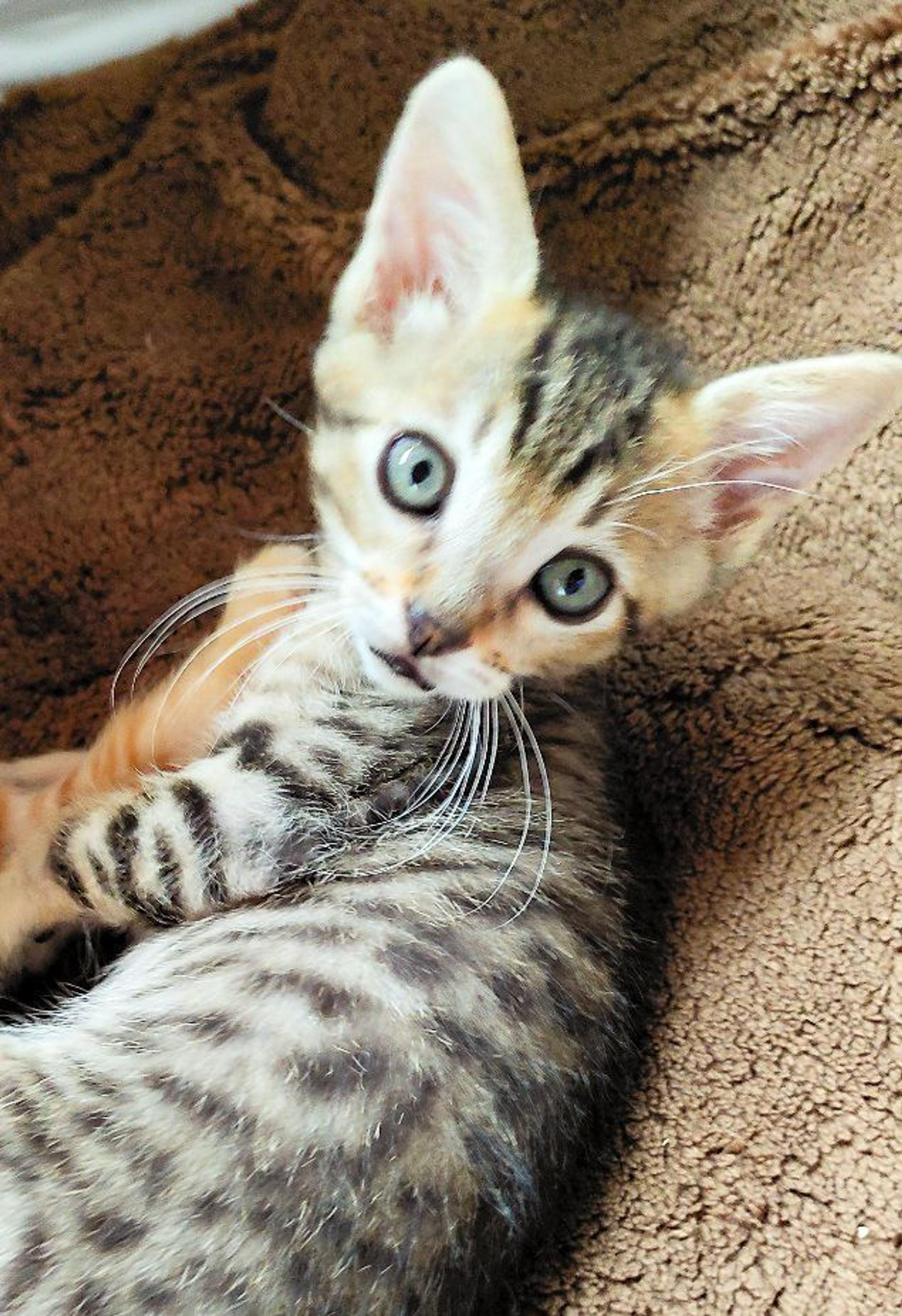 pet-image-3