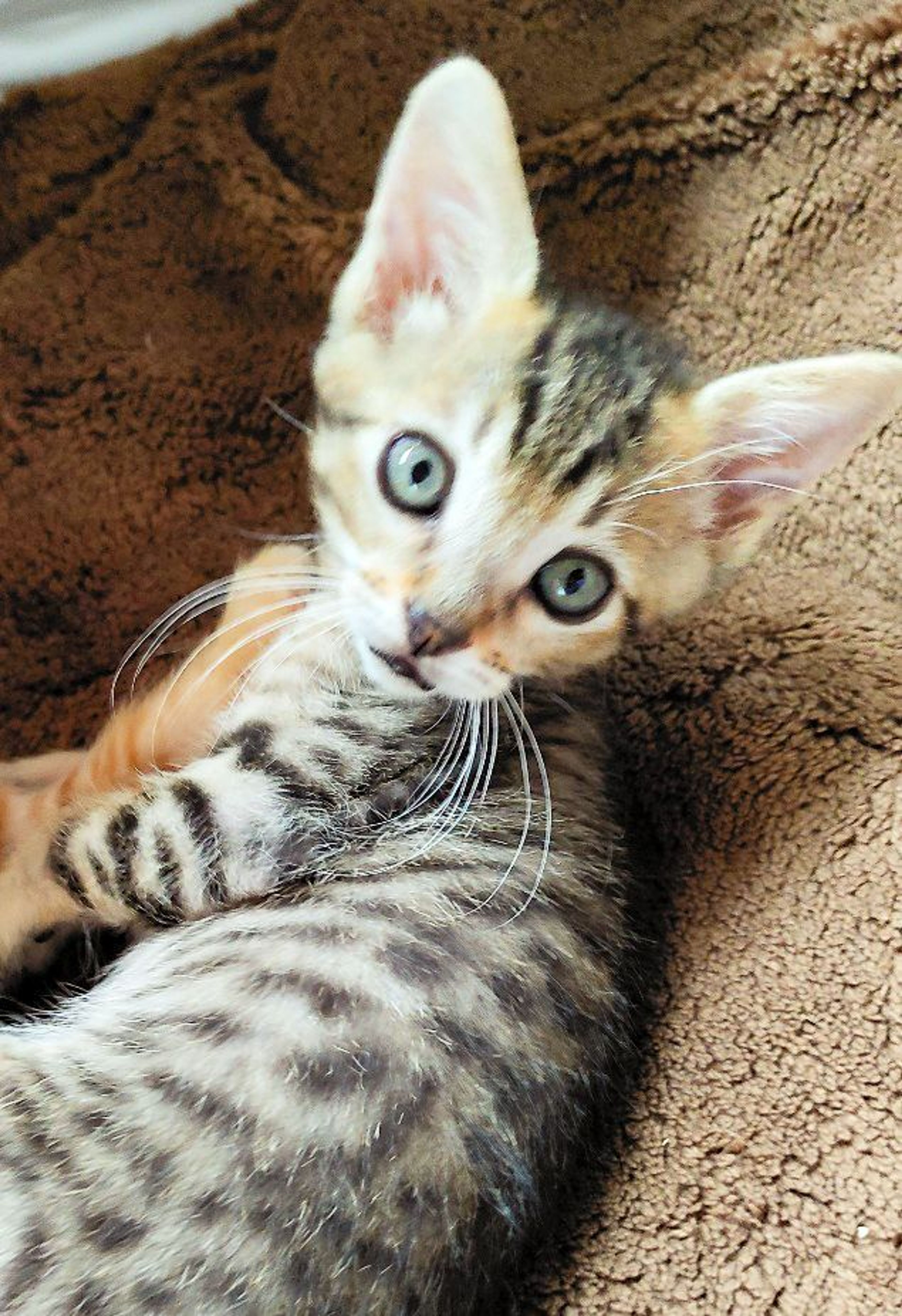 pet-image-3