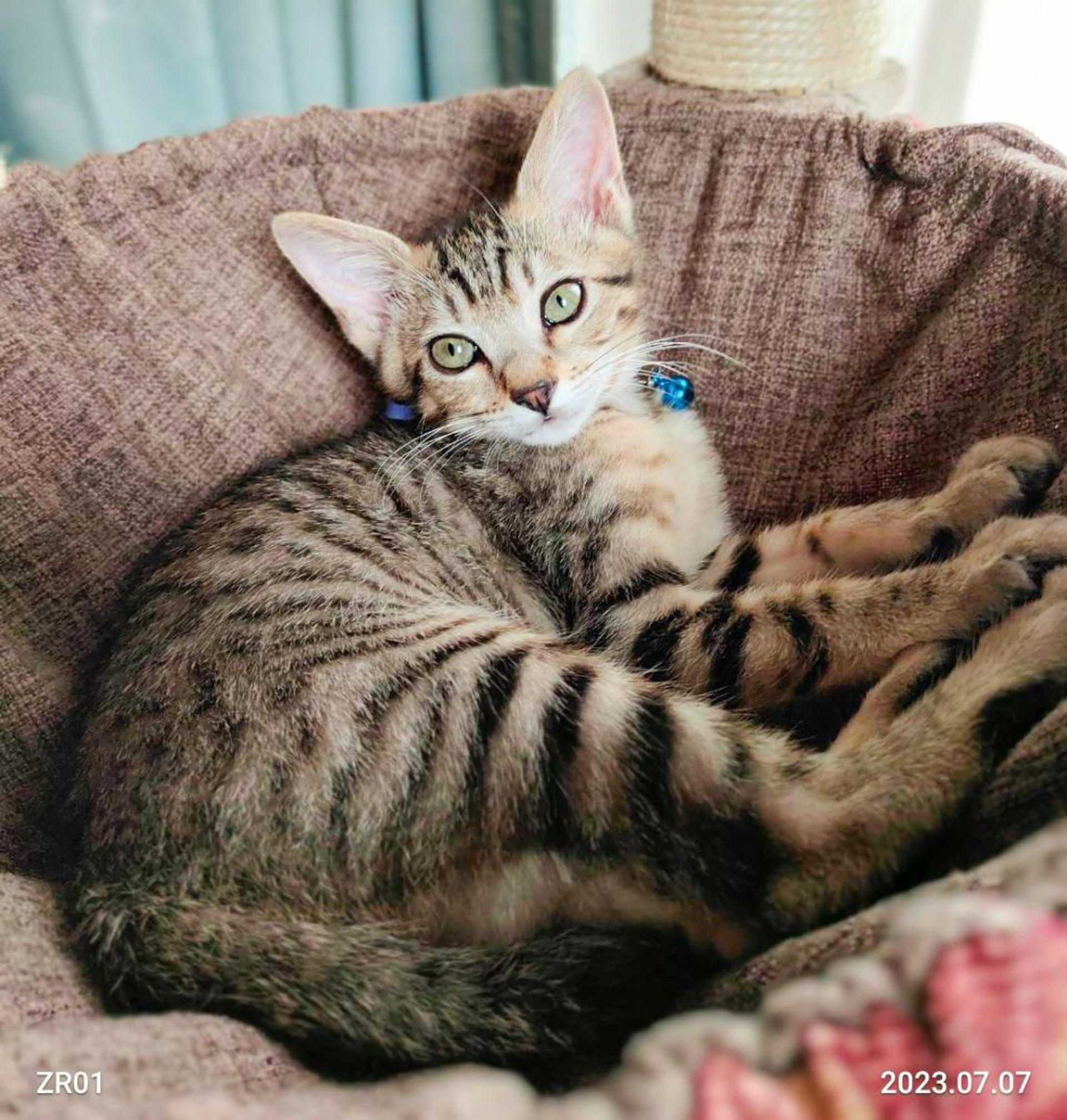 pet-image-2