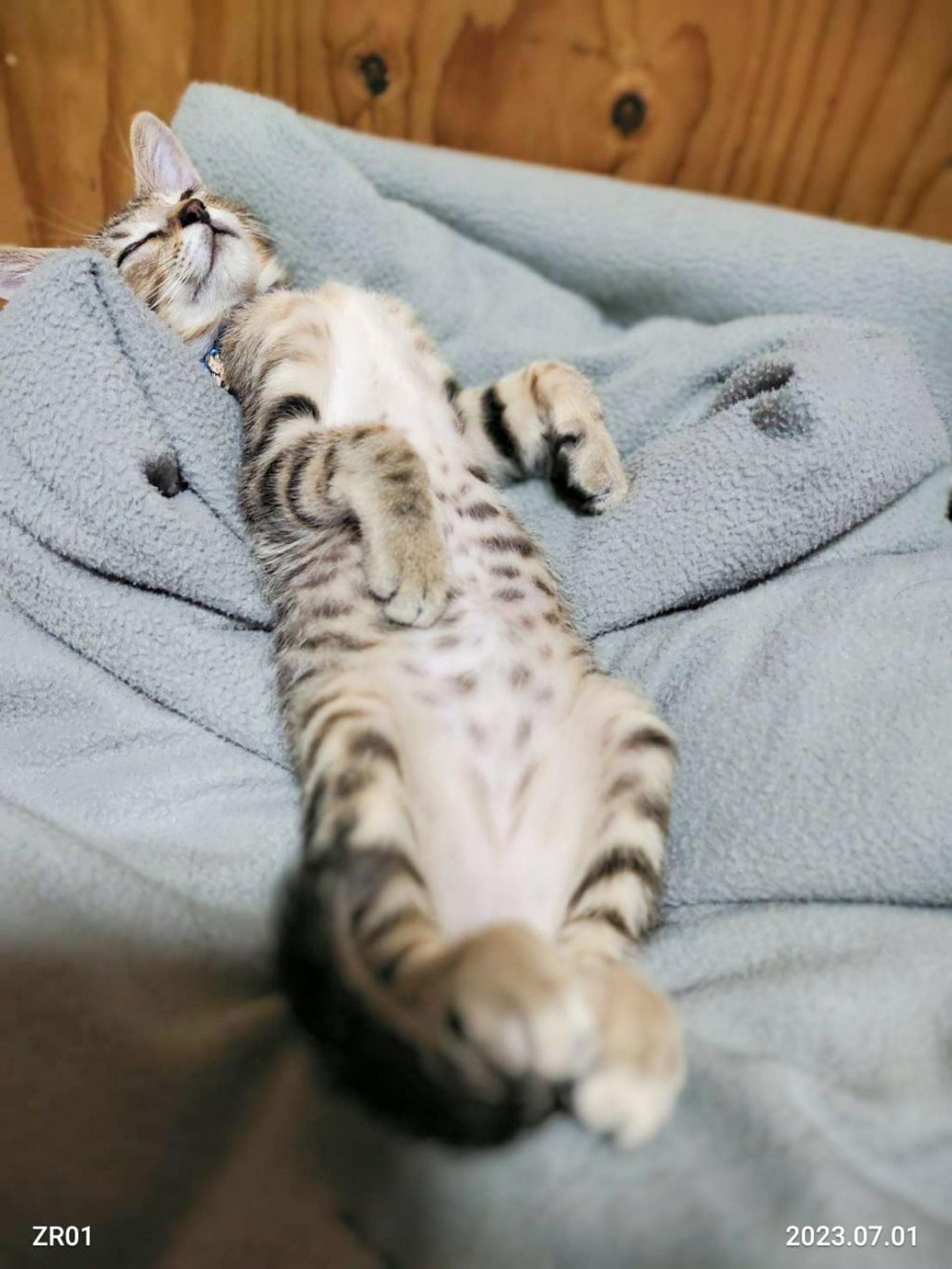 pet-image-4