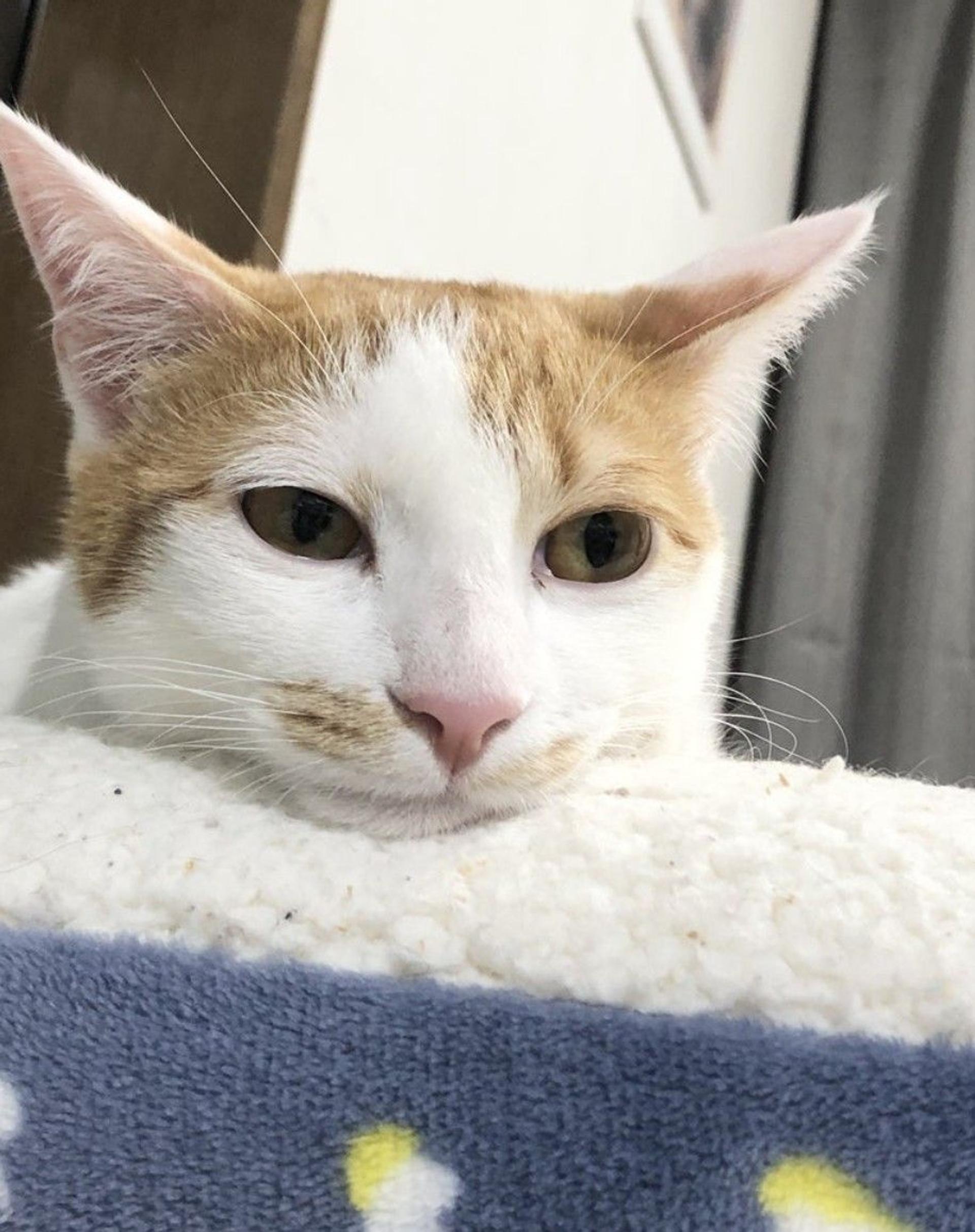 pet-image-2