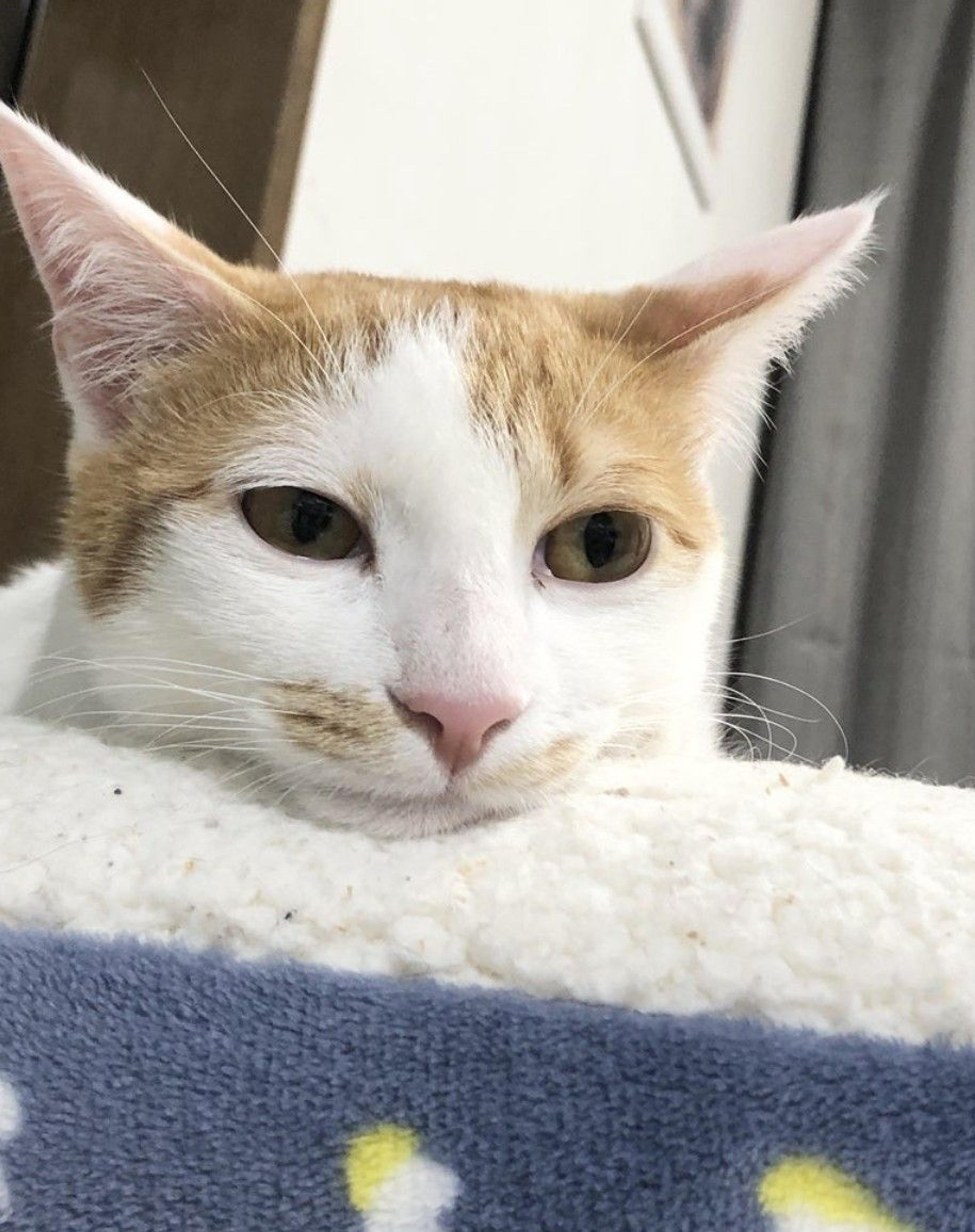 pet-image-2