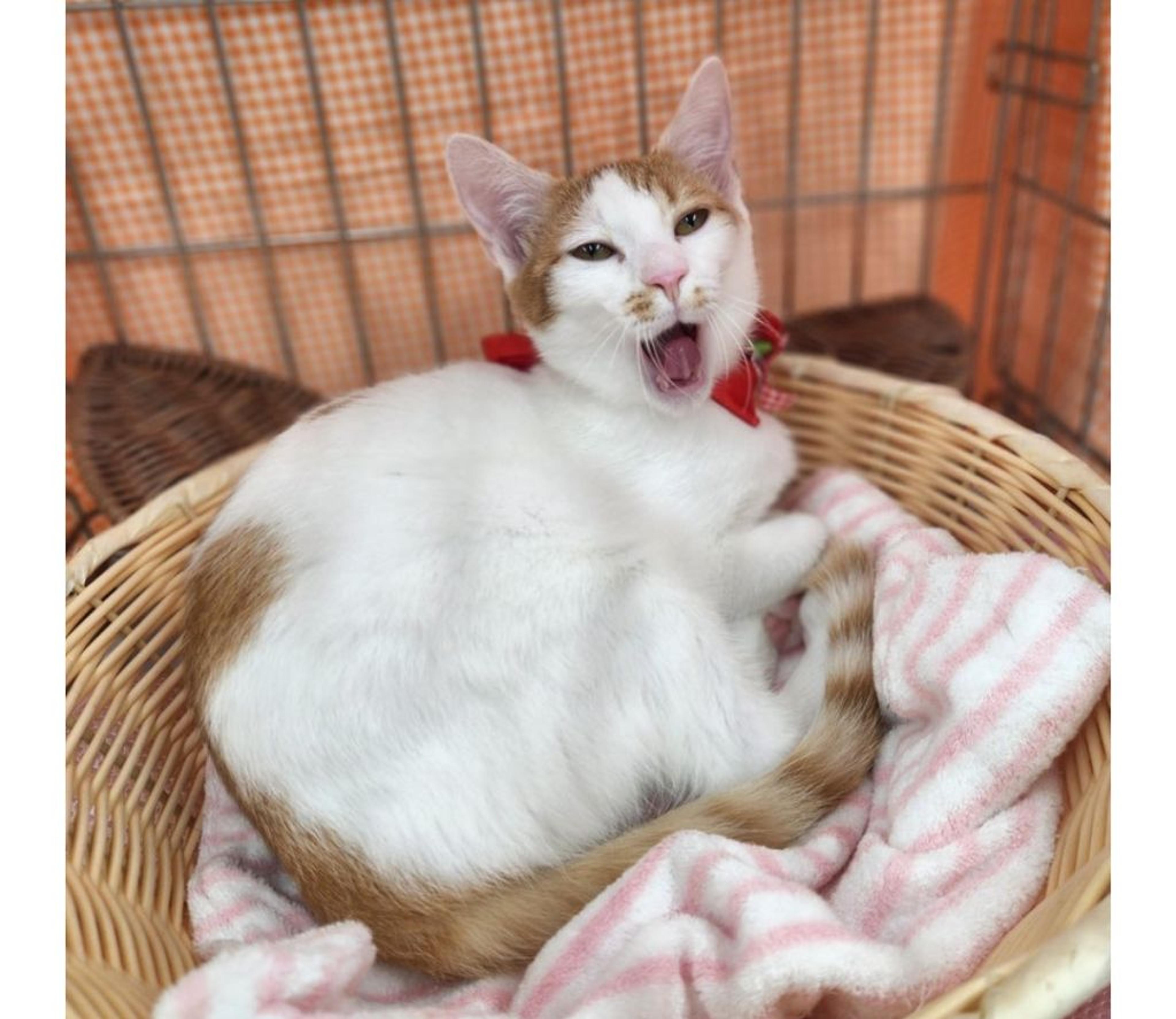 pet-image-3