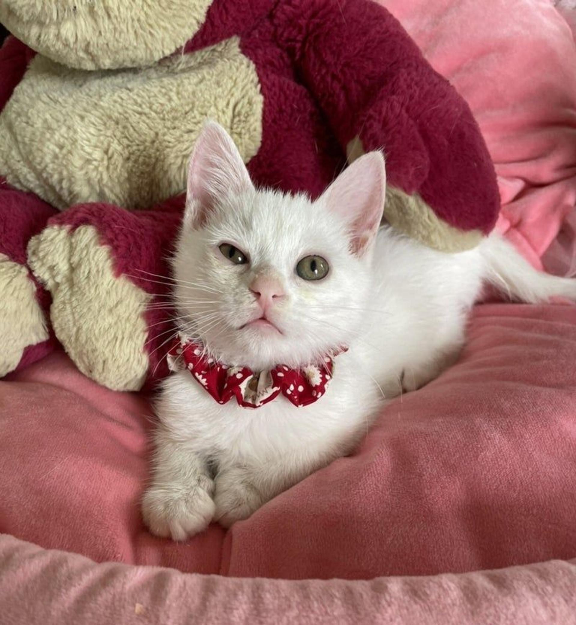 pet-image-2