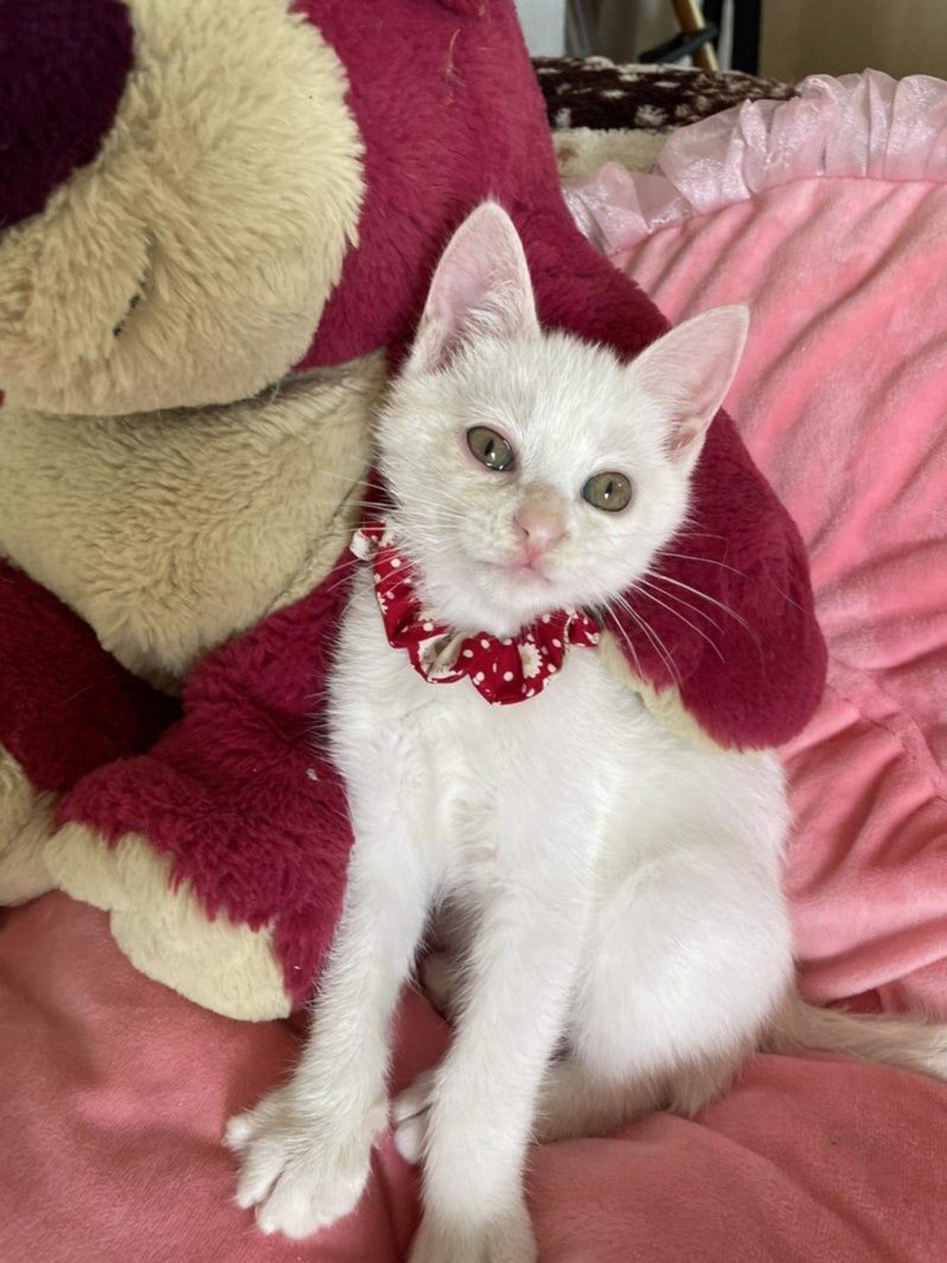 pet-image-3