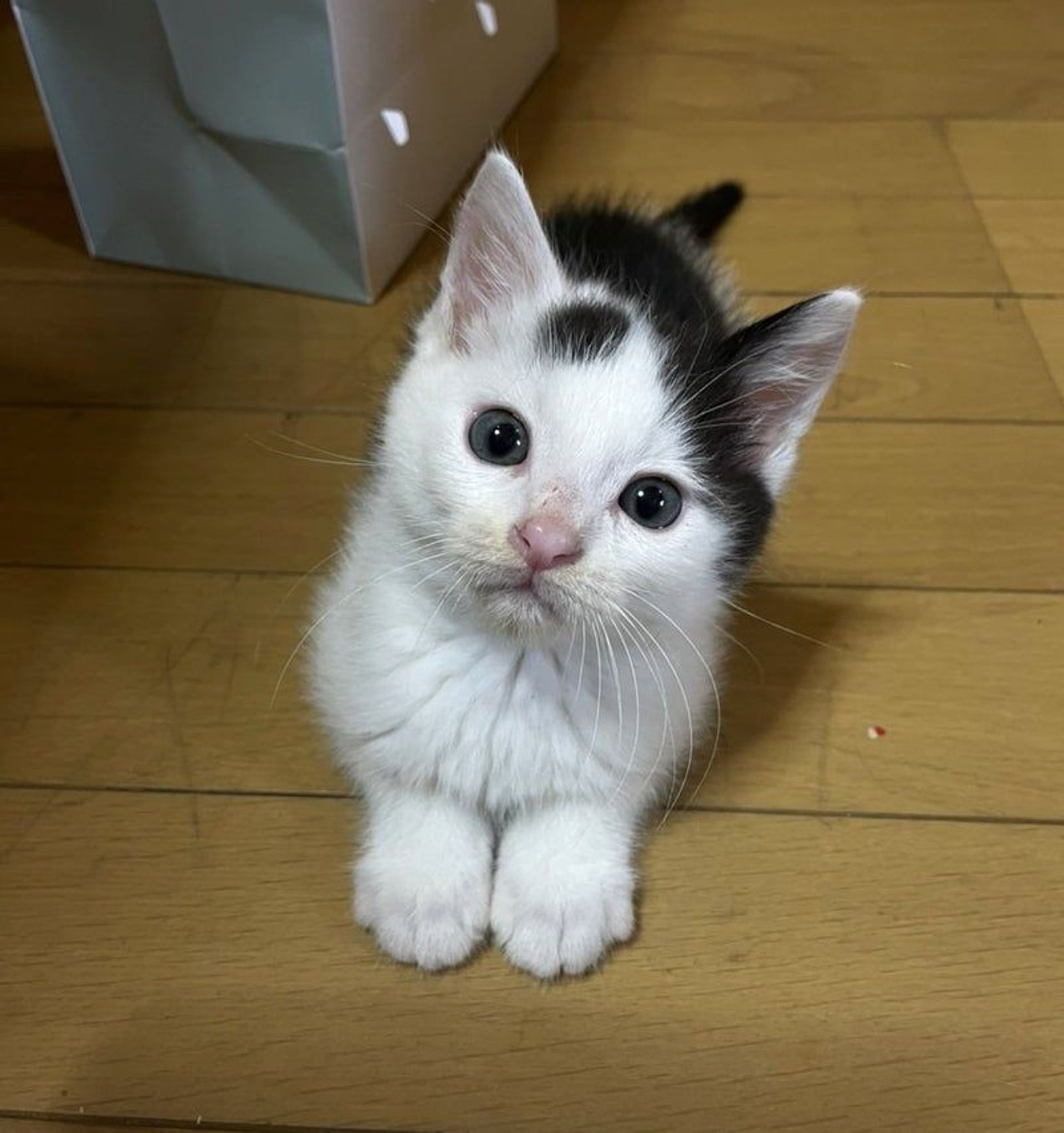 雑種（ミックス猫）・オスの里親募集の写真