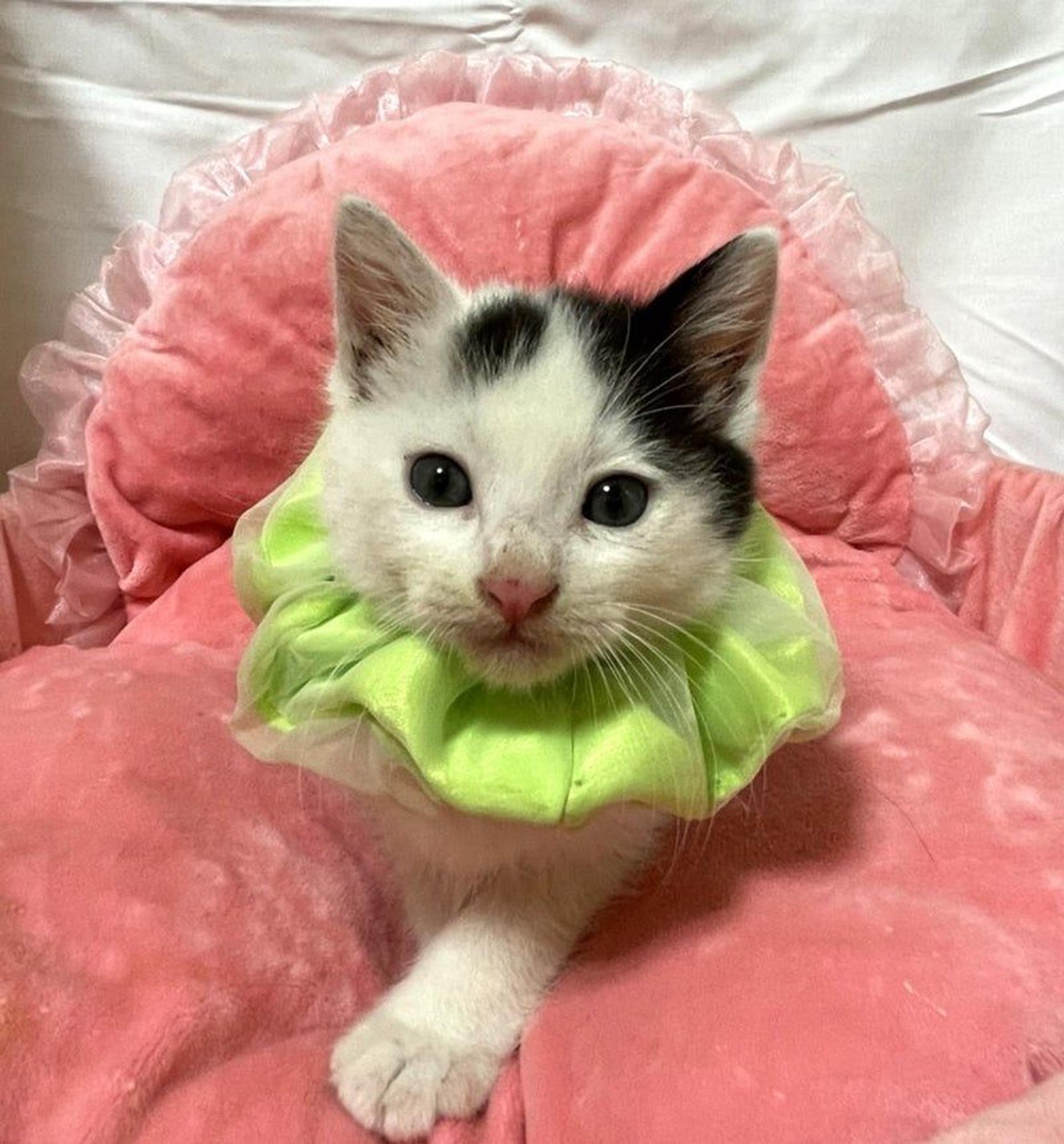 pet-image-2