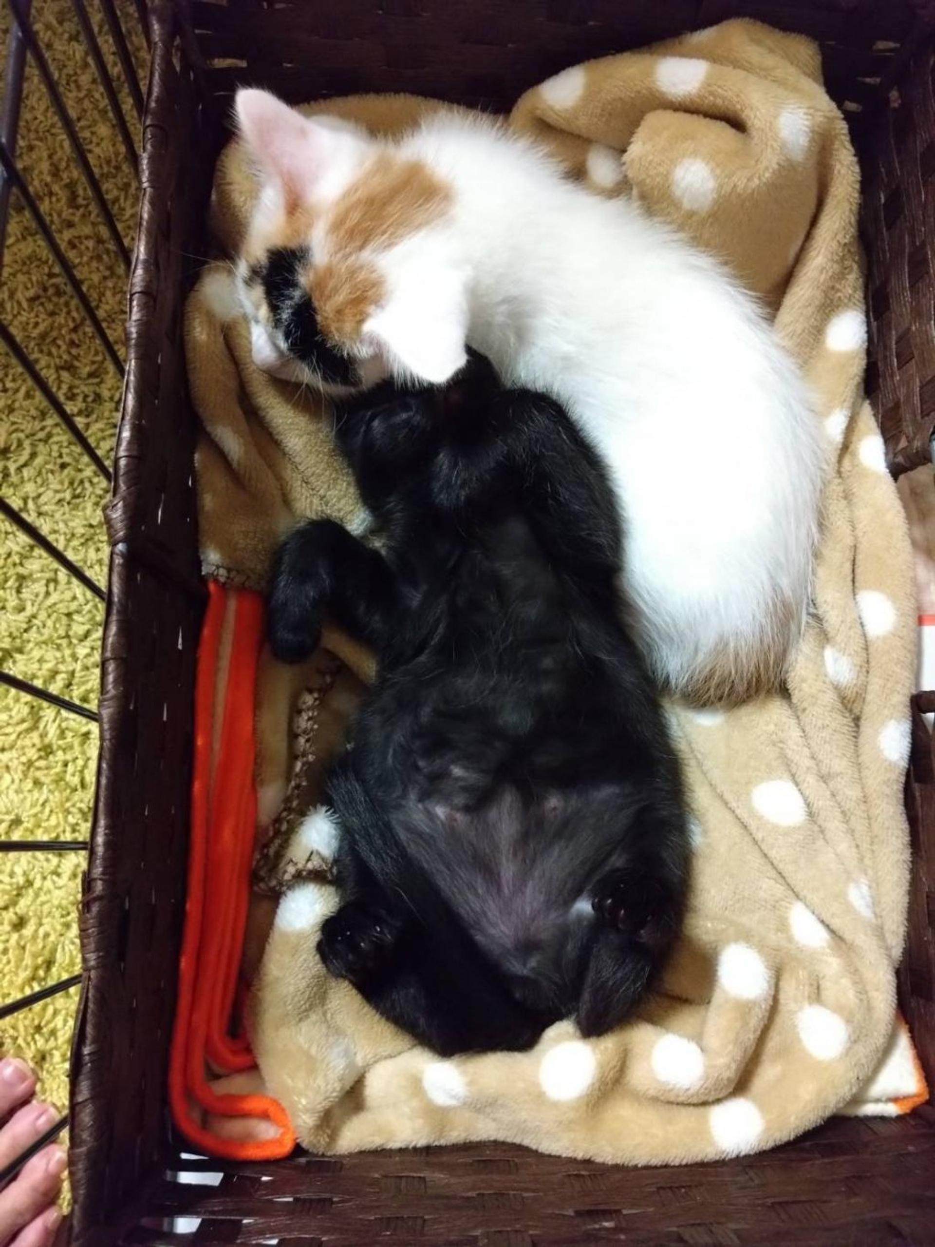 pet-image-7