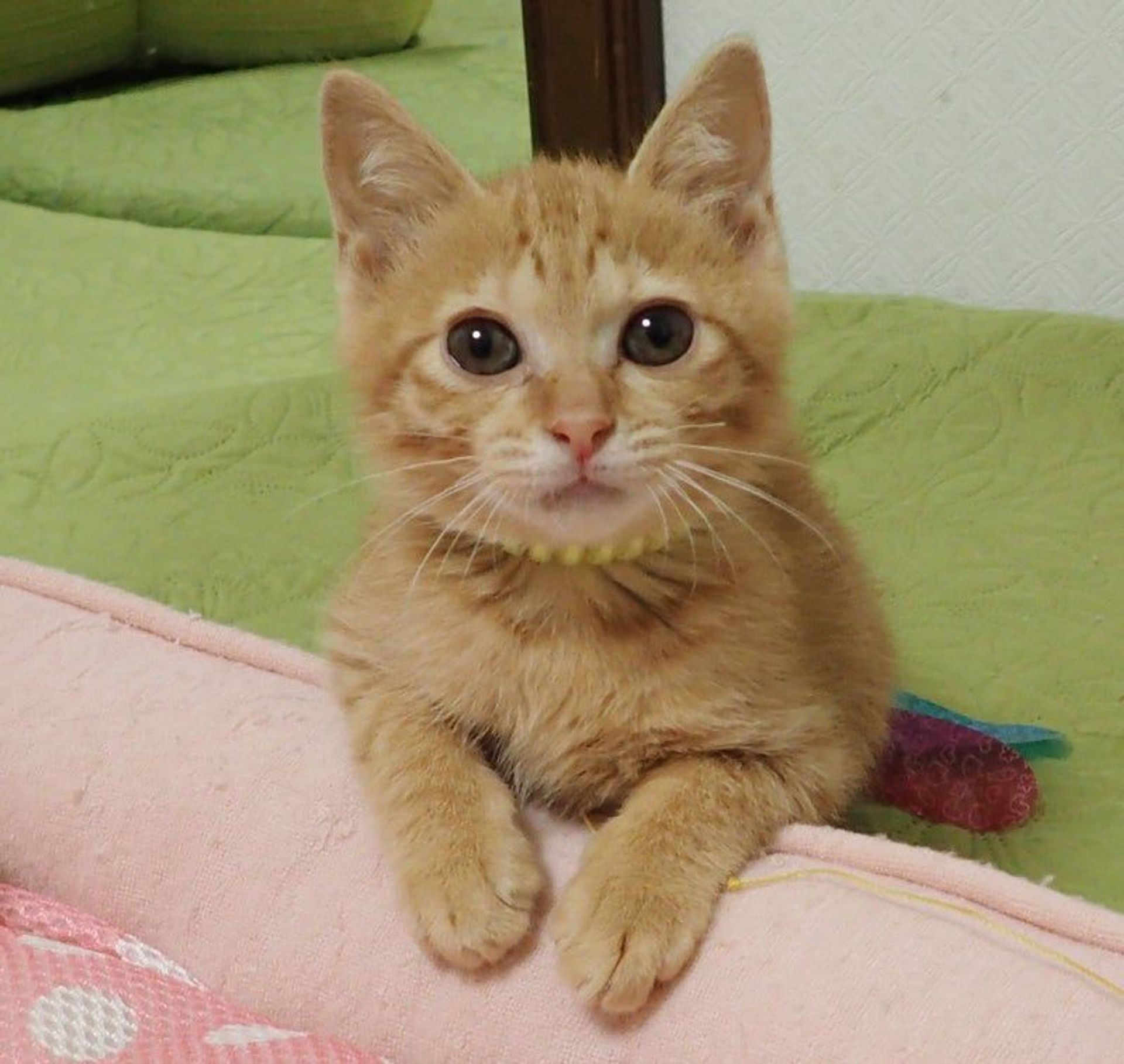 雑種（ミックス猫）・オスの里親募集の写真