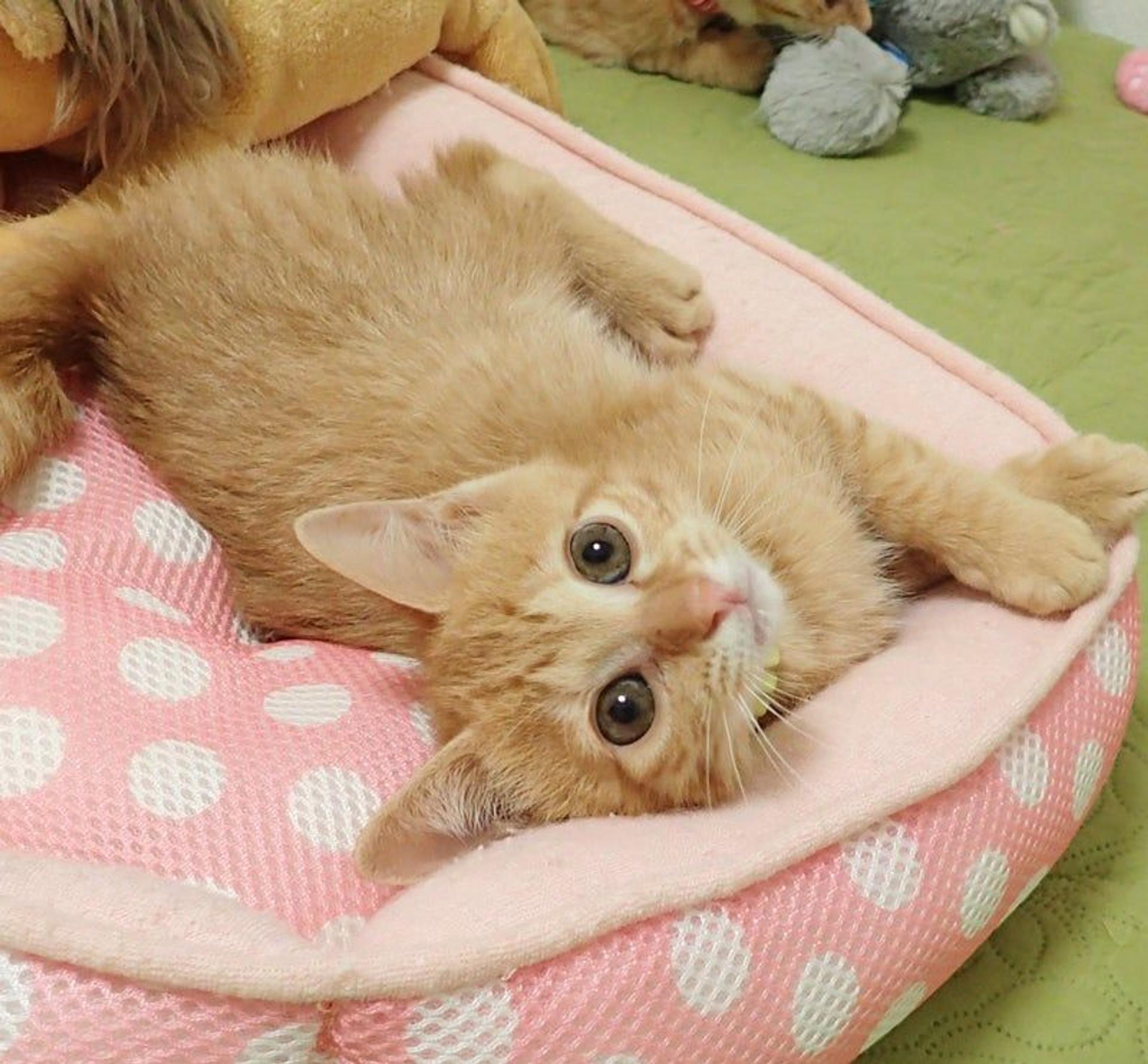 pet-image-3