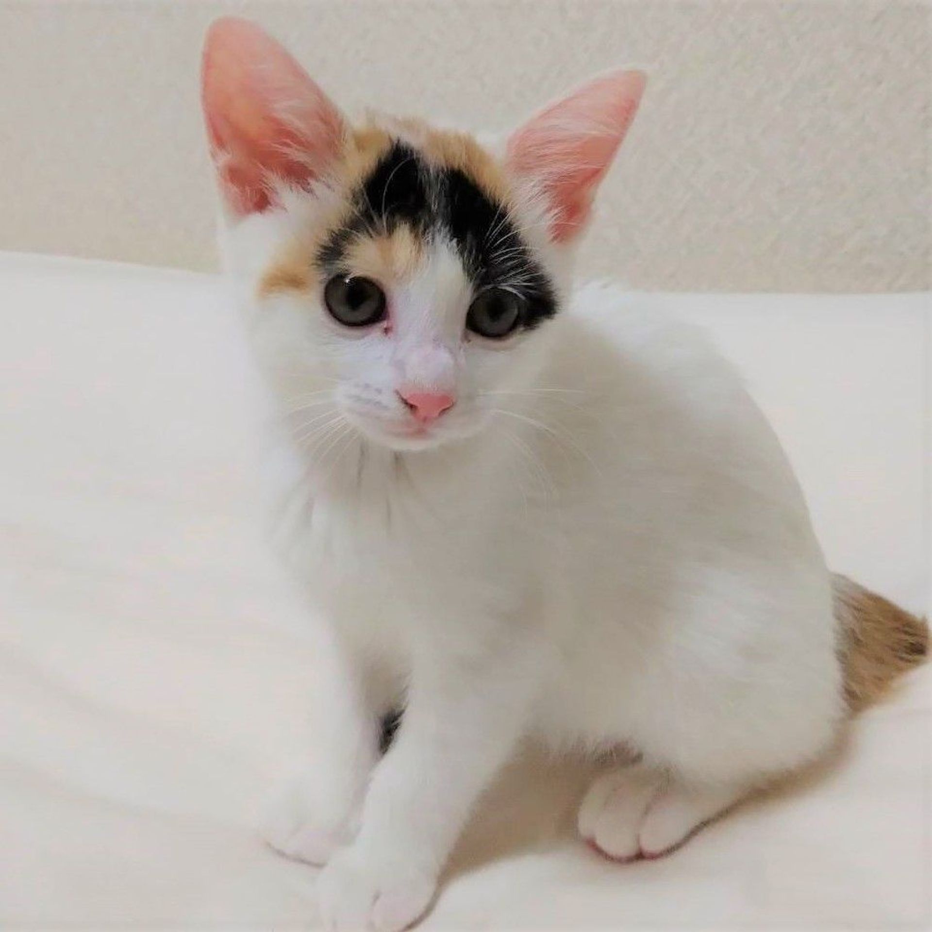 雑種（ミックス猫）・メスの里親募集の写真